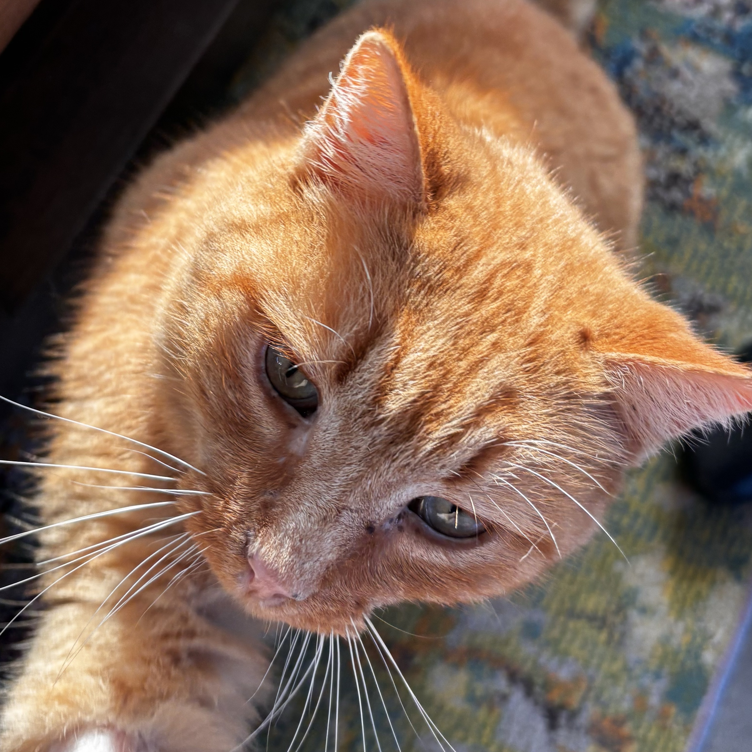 Garfield 