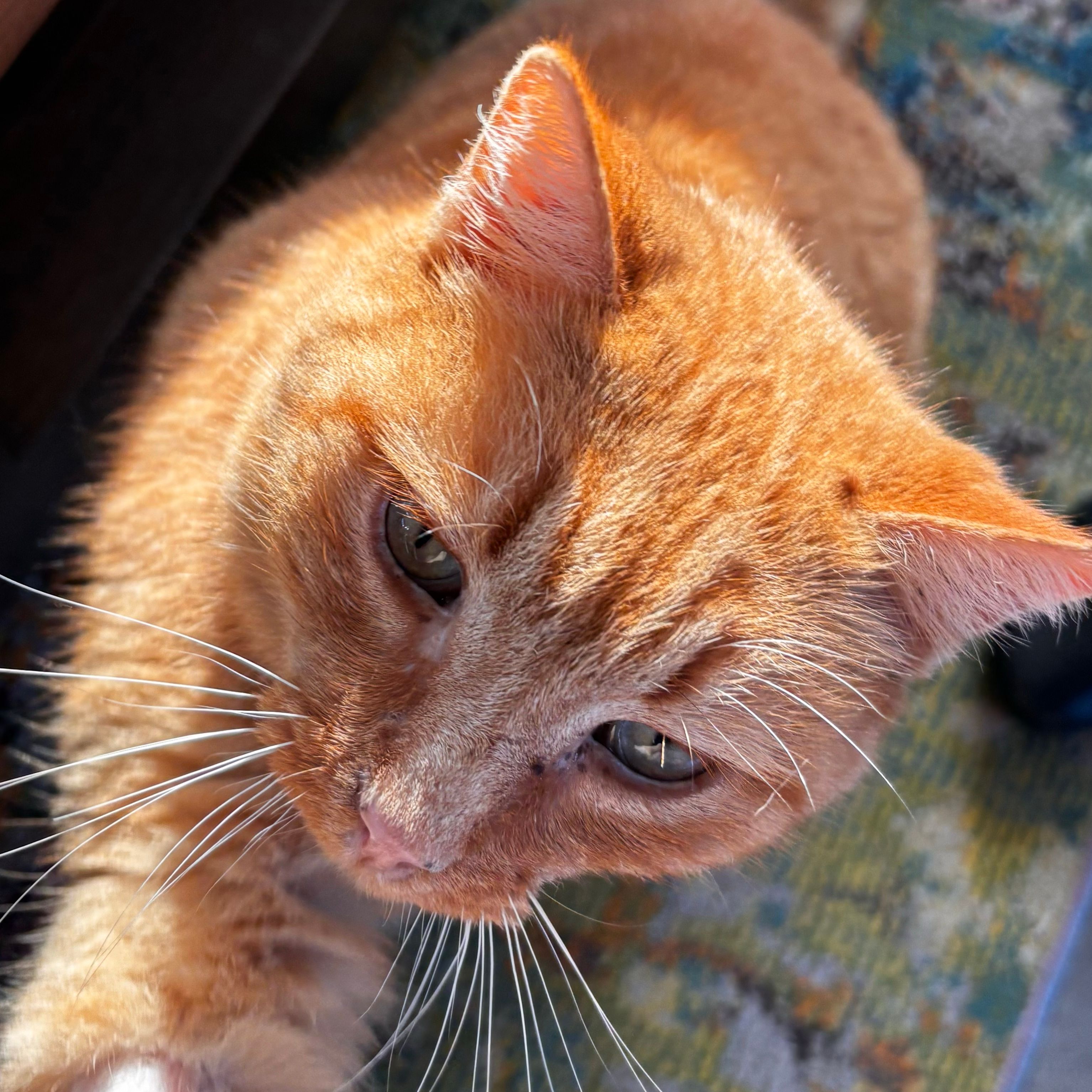 Garfield