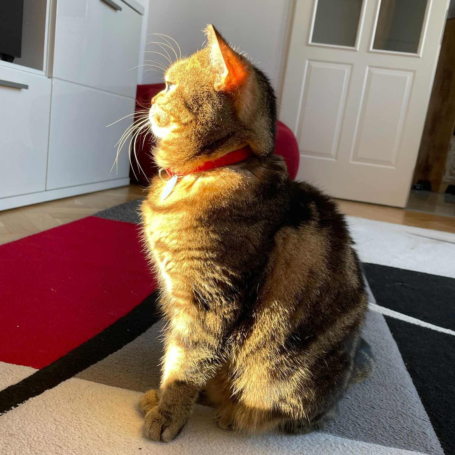 Tommy (Inoffiziell: Baby)