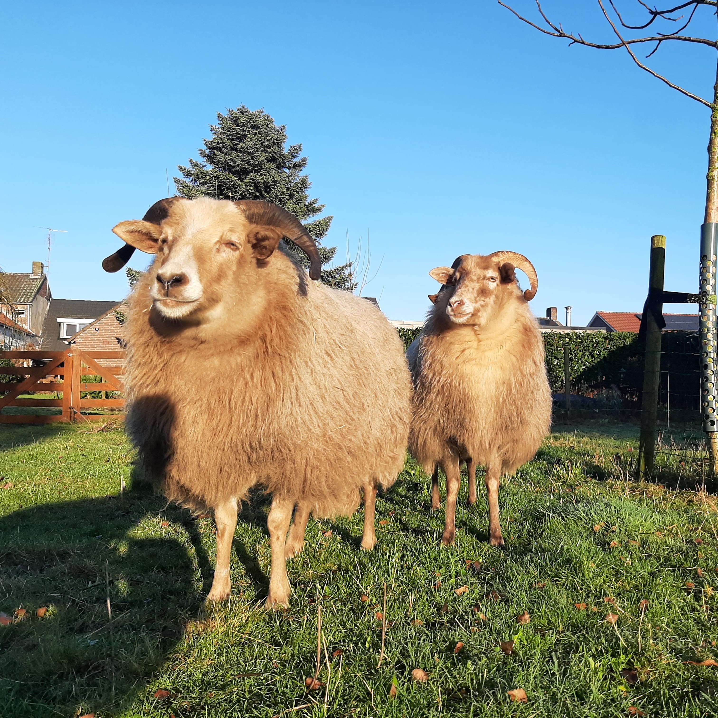 Toos en Thea