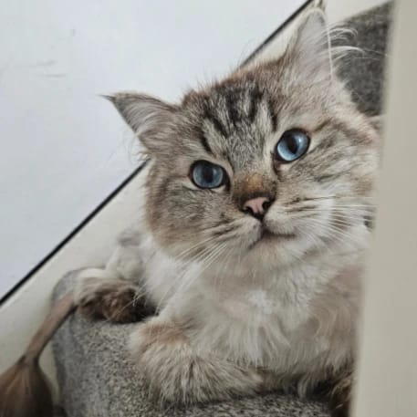 Maximus