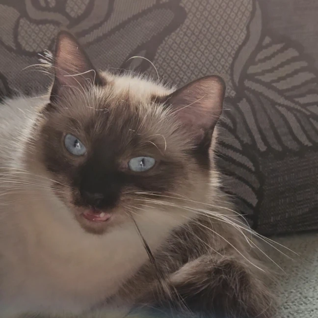 Maya