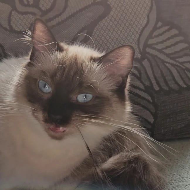 Maya