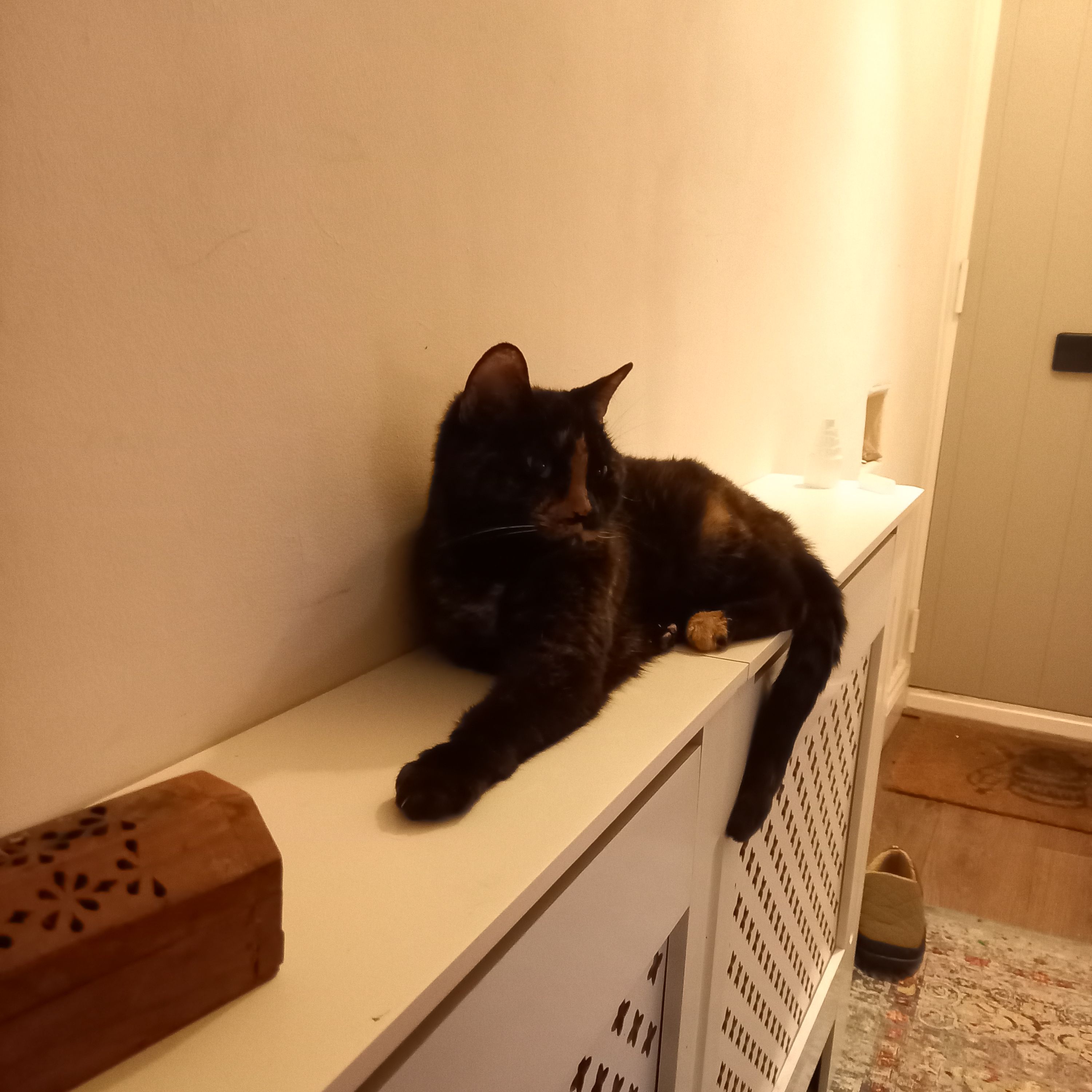 Mini Kittie