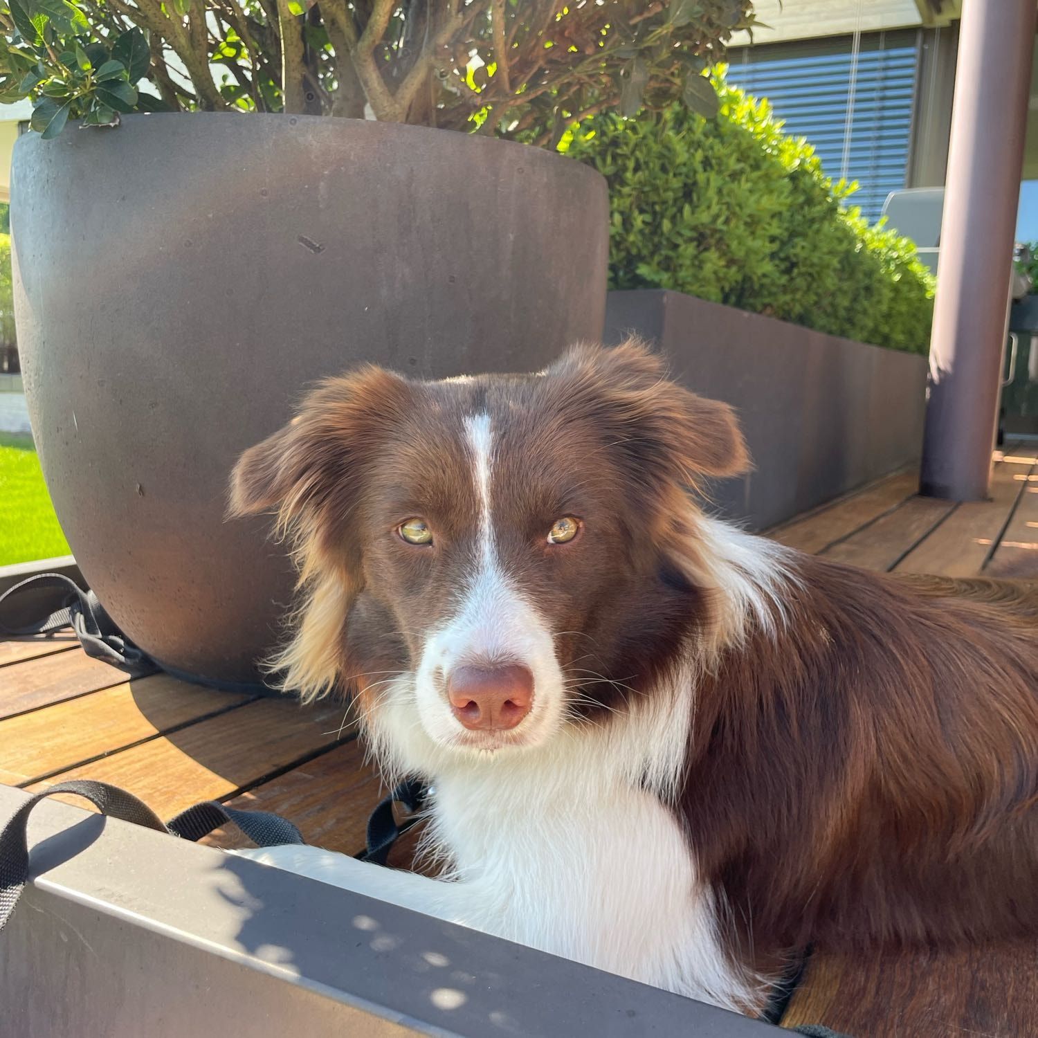 Koda