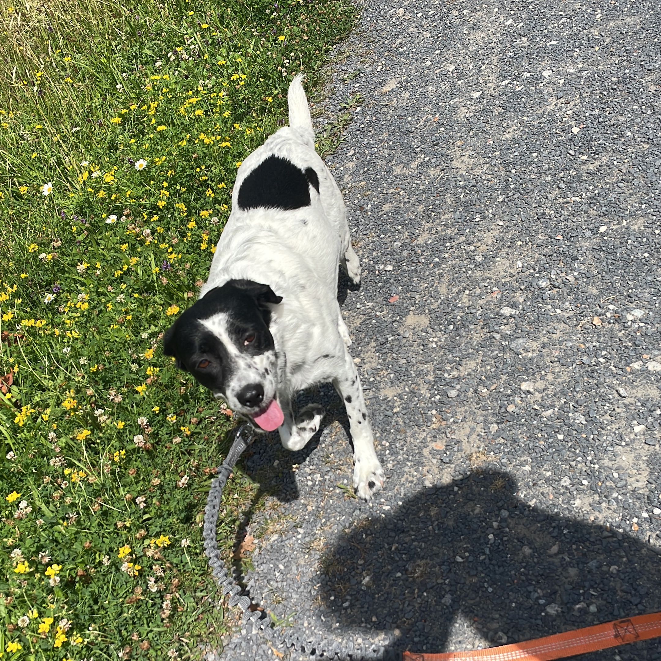 Bella