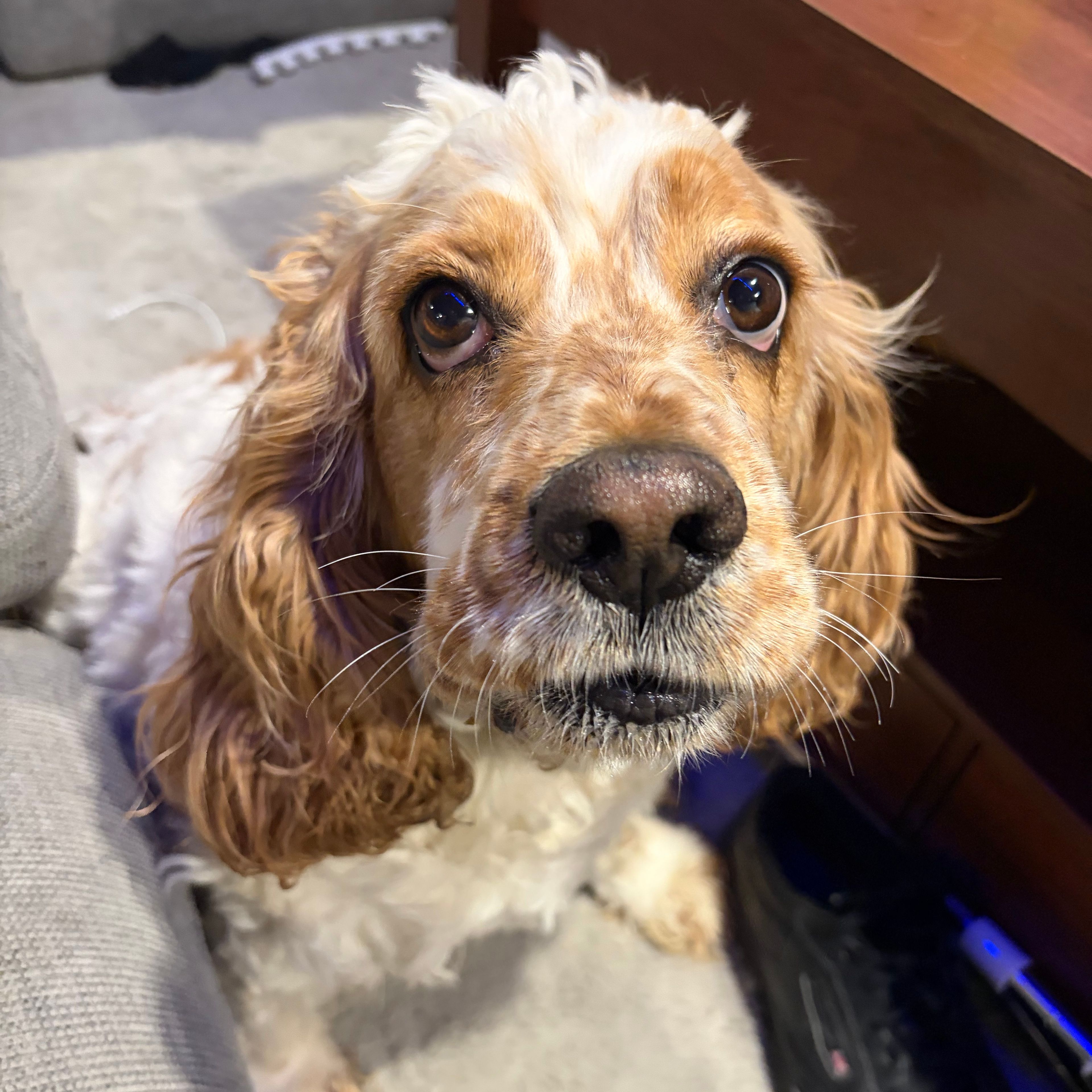 Mimi