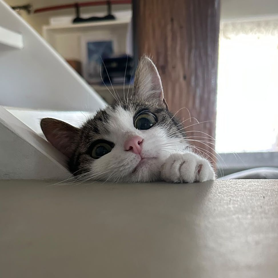 Maya