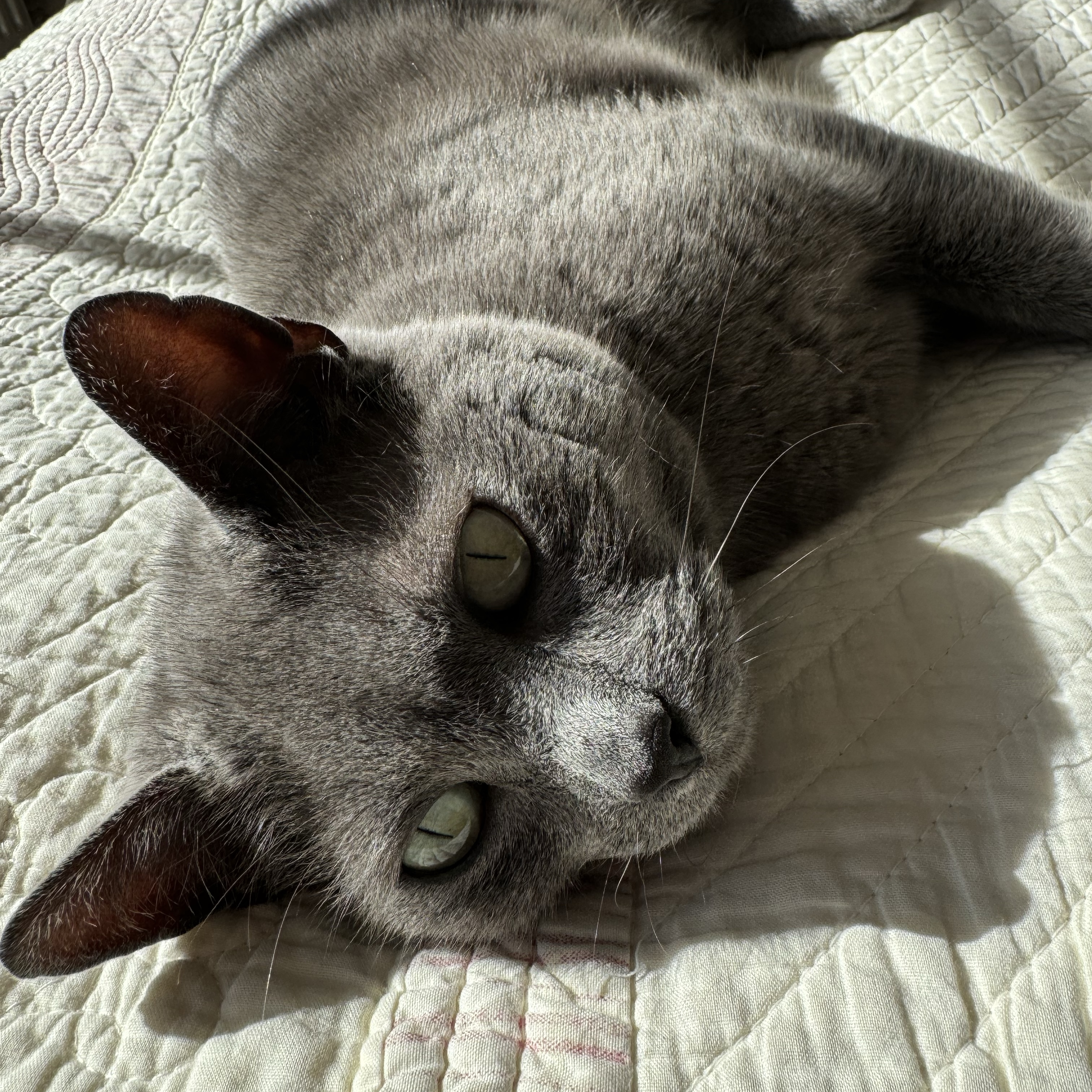 Iris
