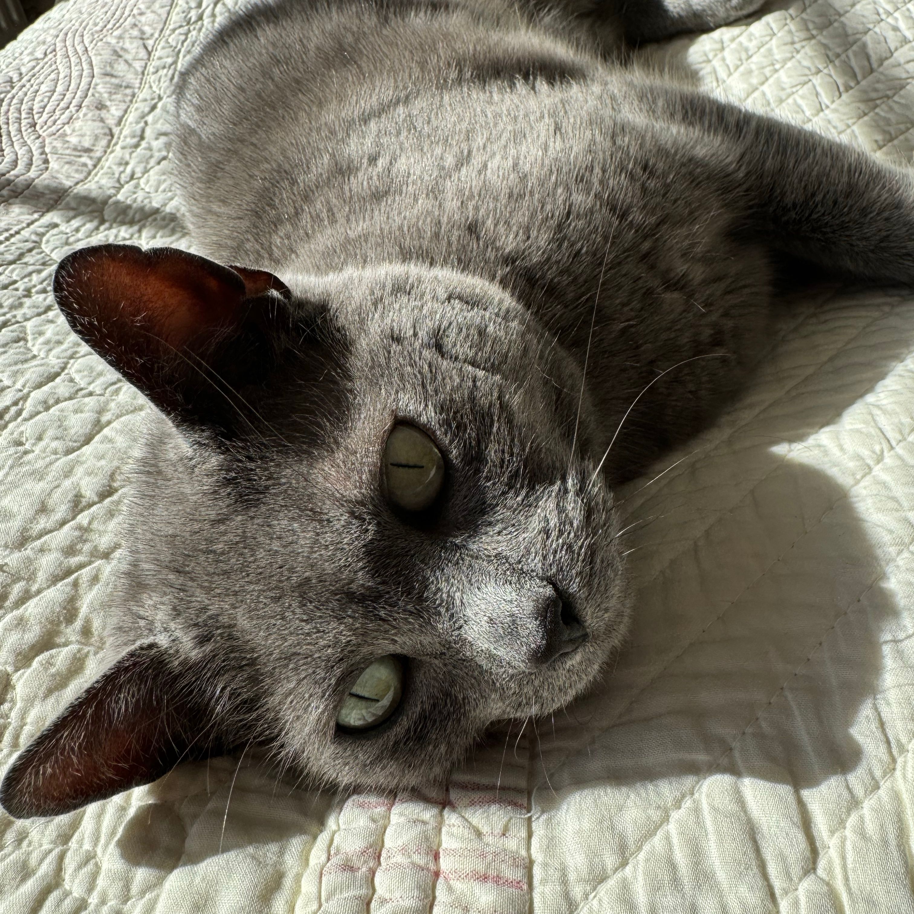 Iris