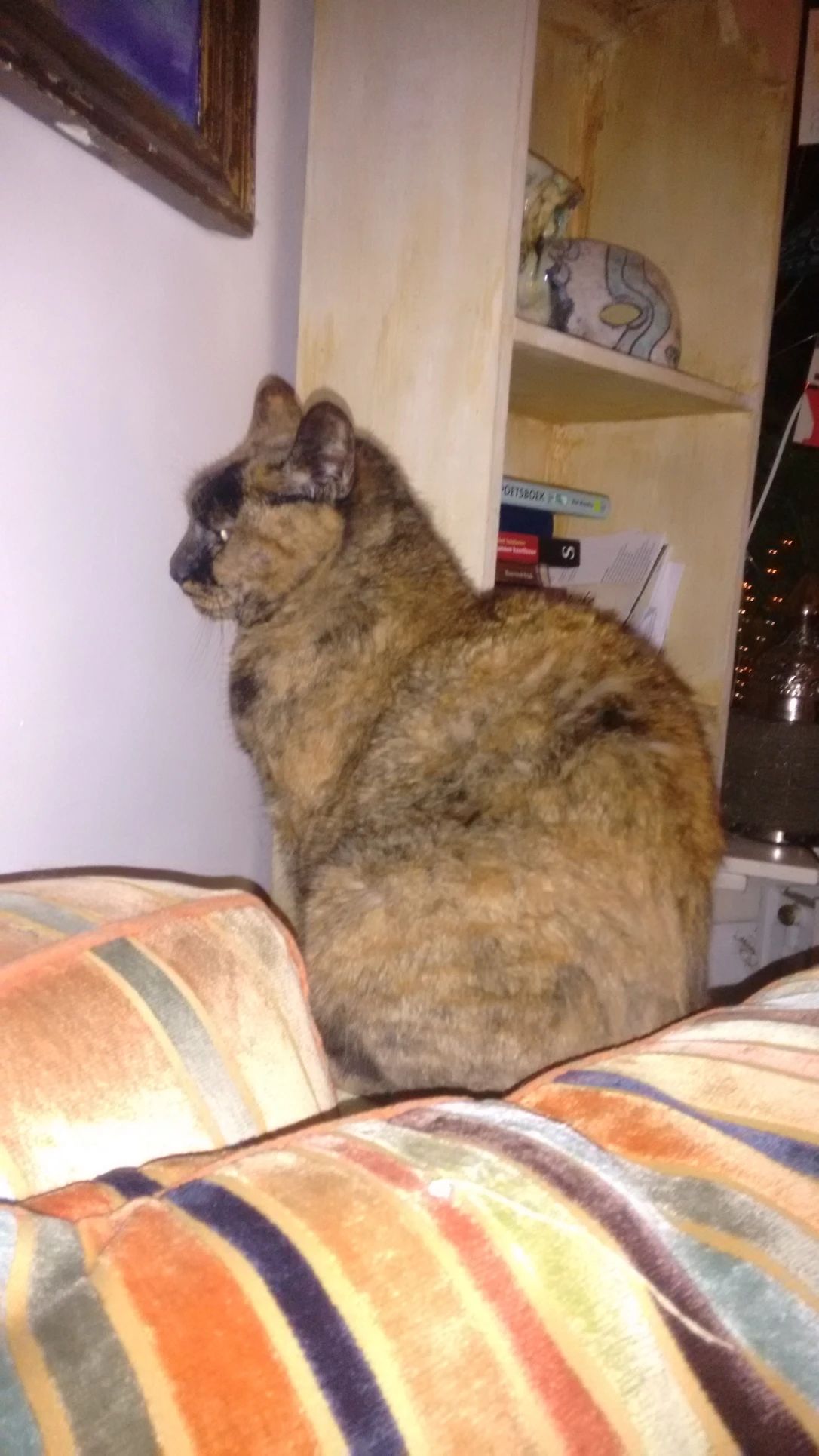 image-6
