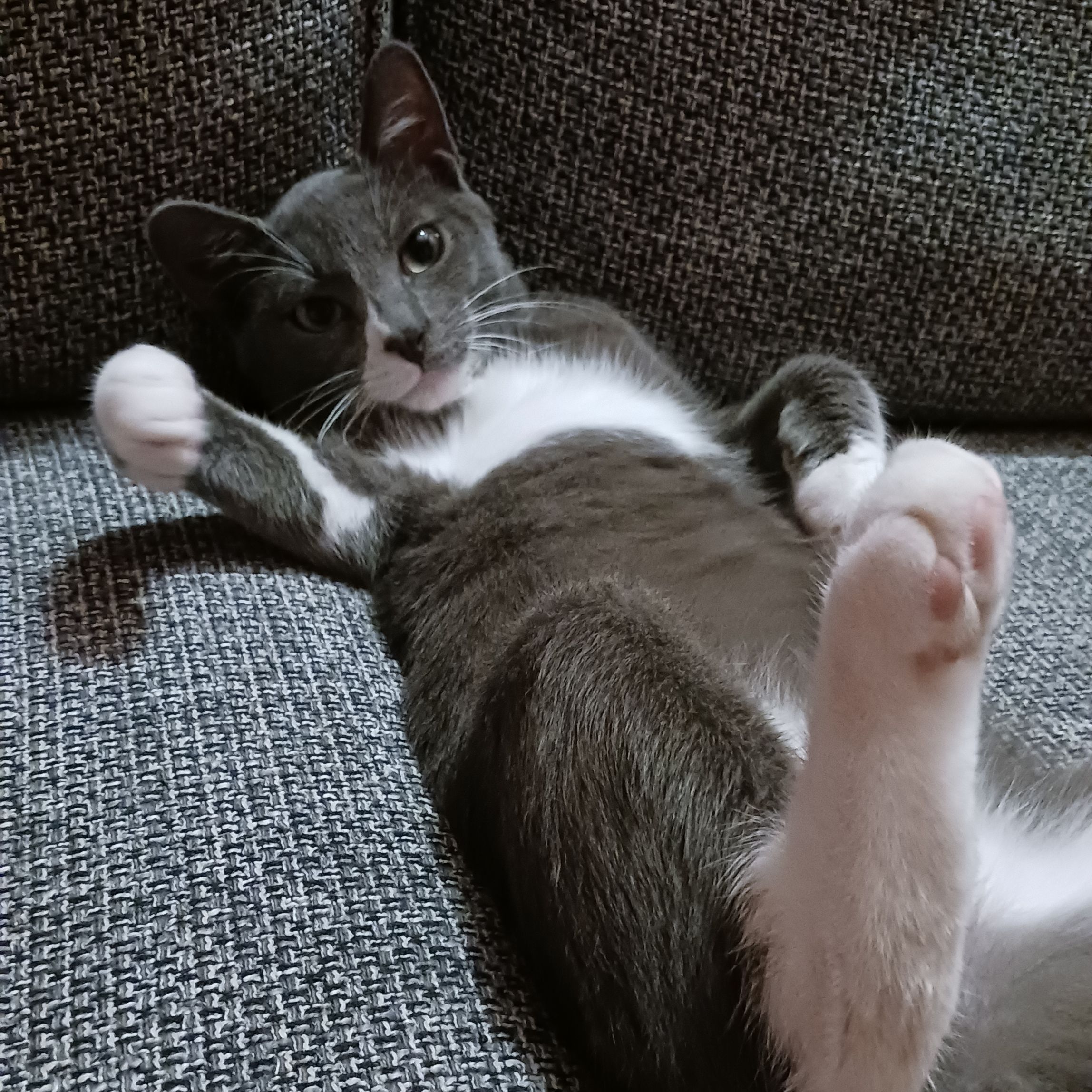 Tom