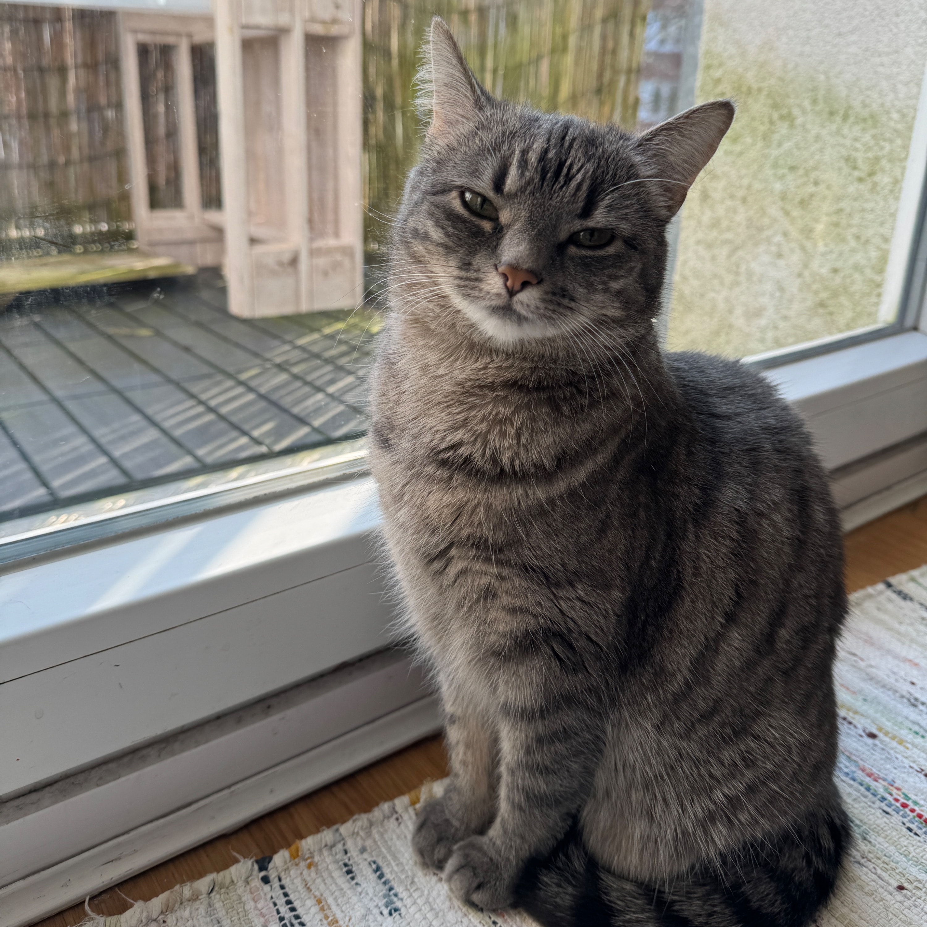 Mikki
