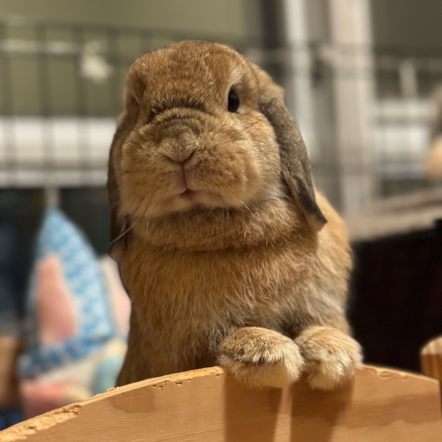 Bunbun