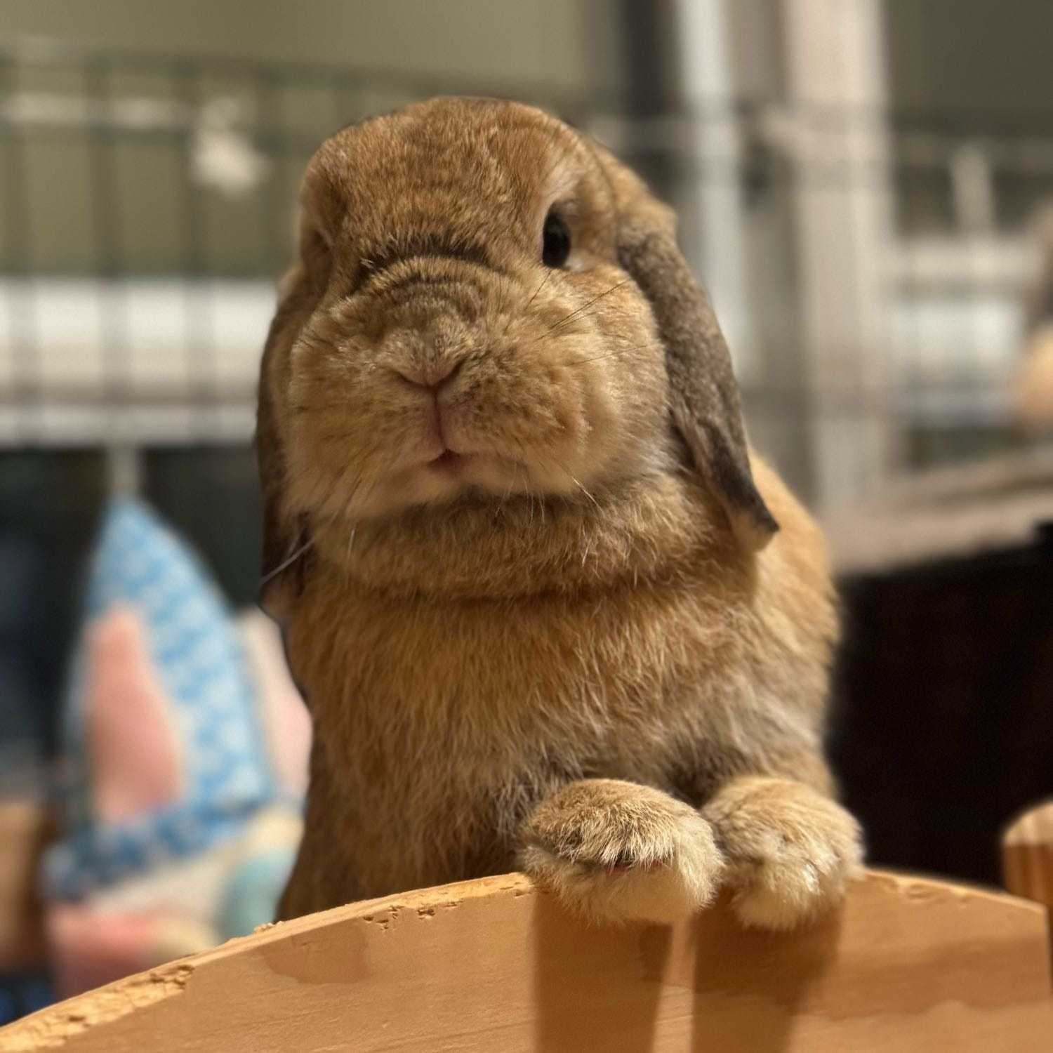Bunbun