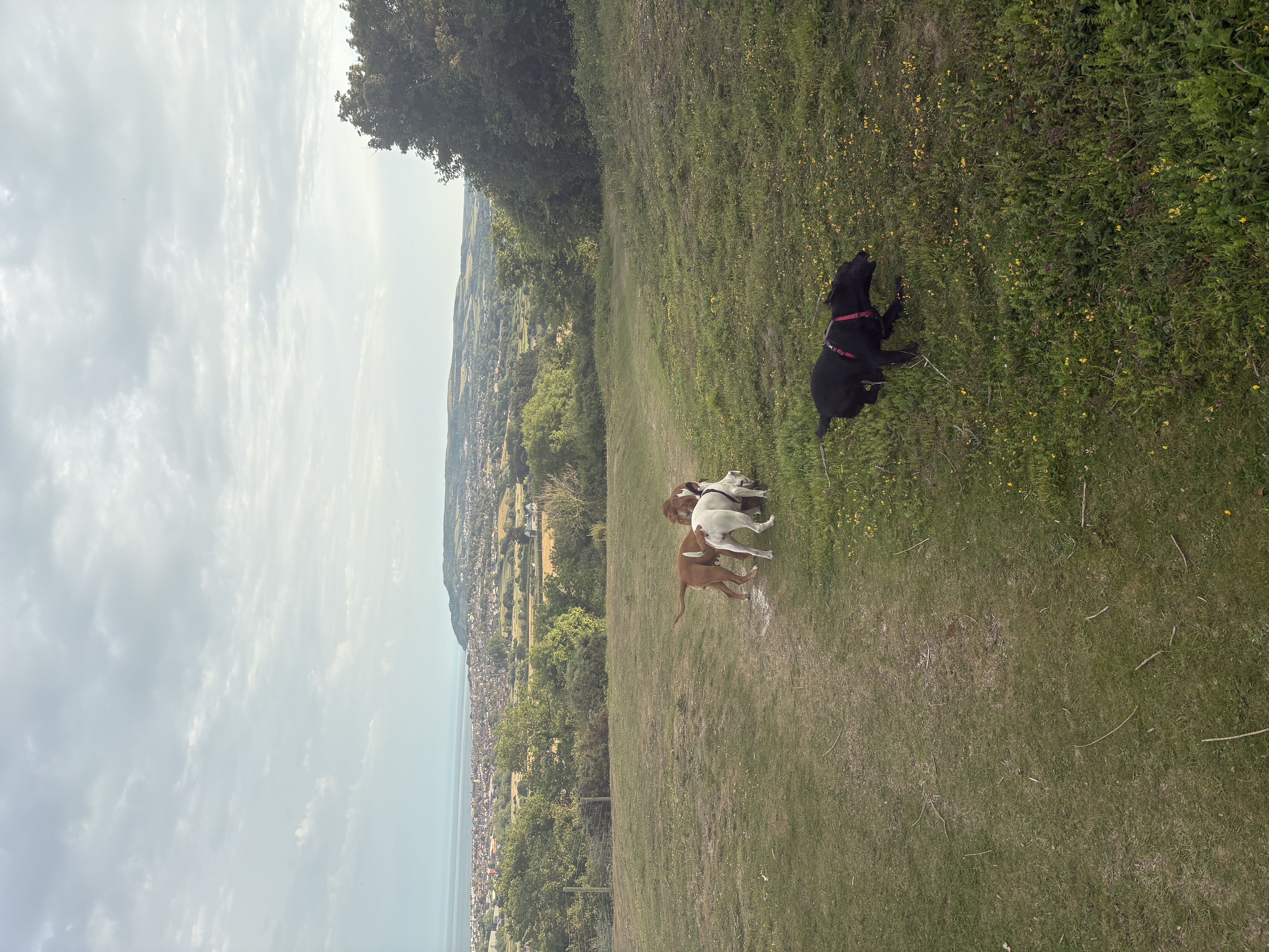 image-11