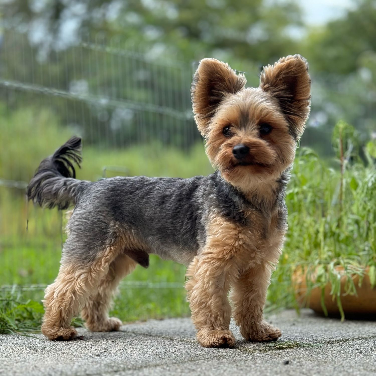 Teddy