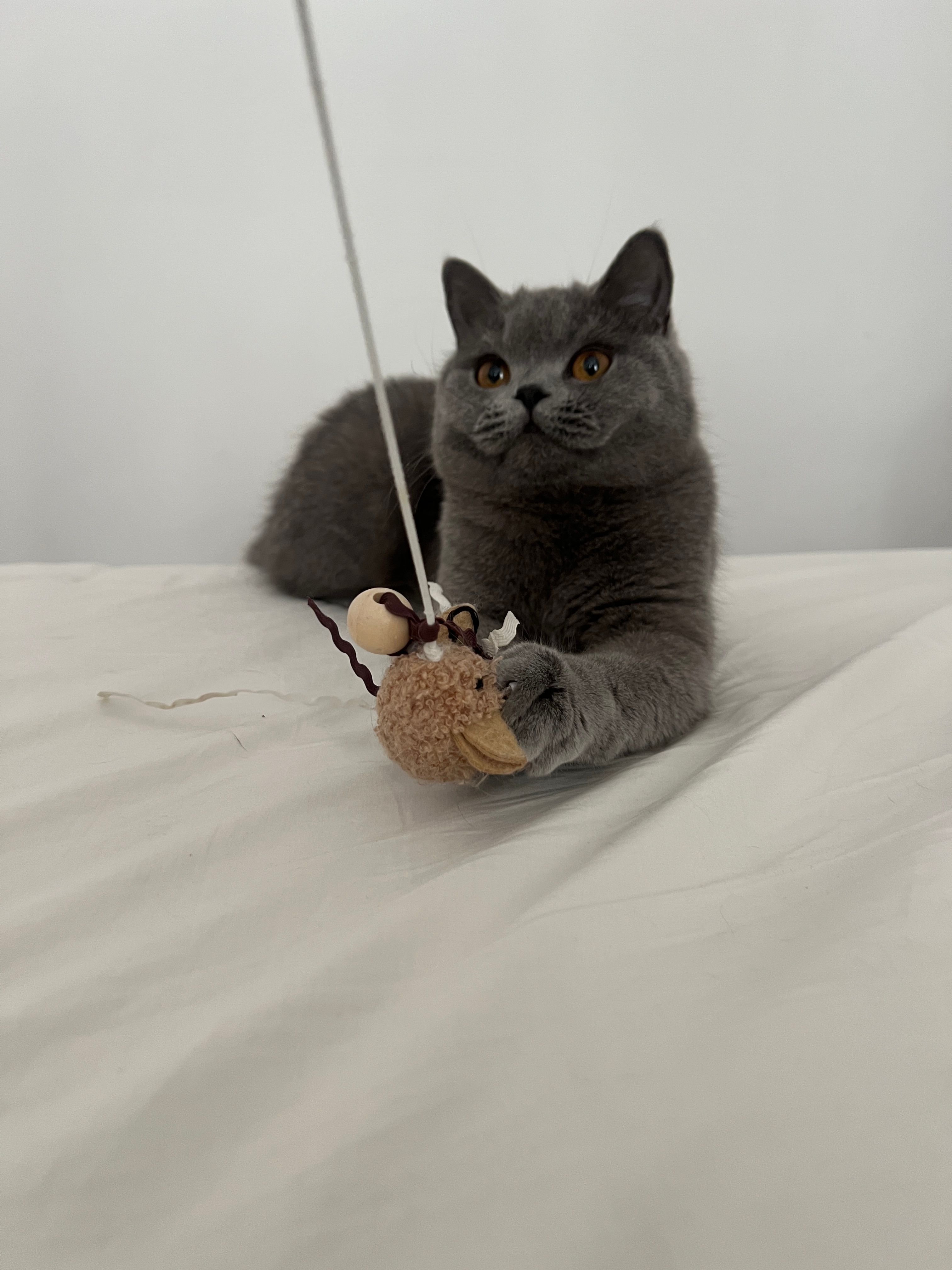 image-7