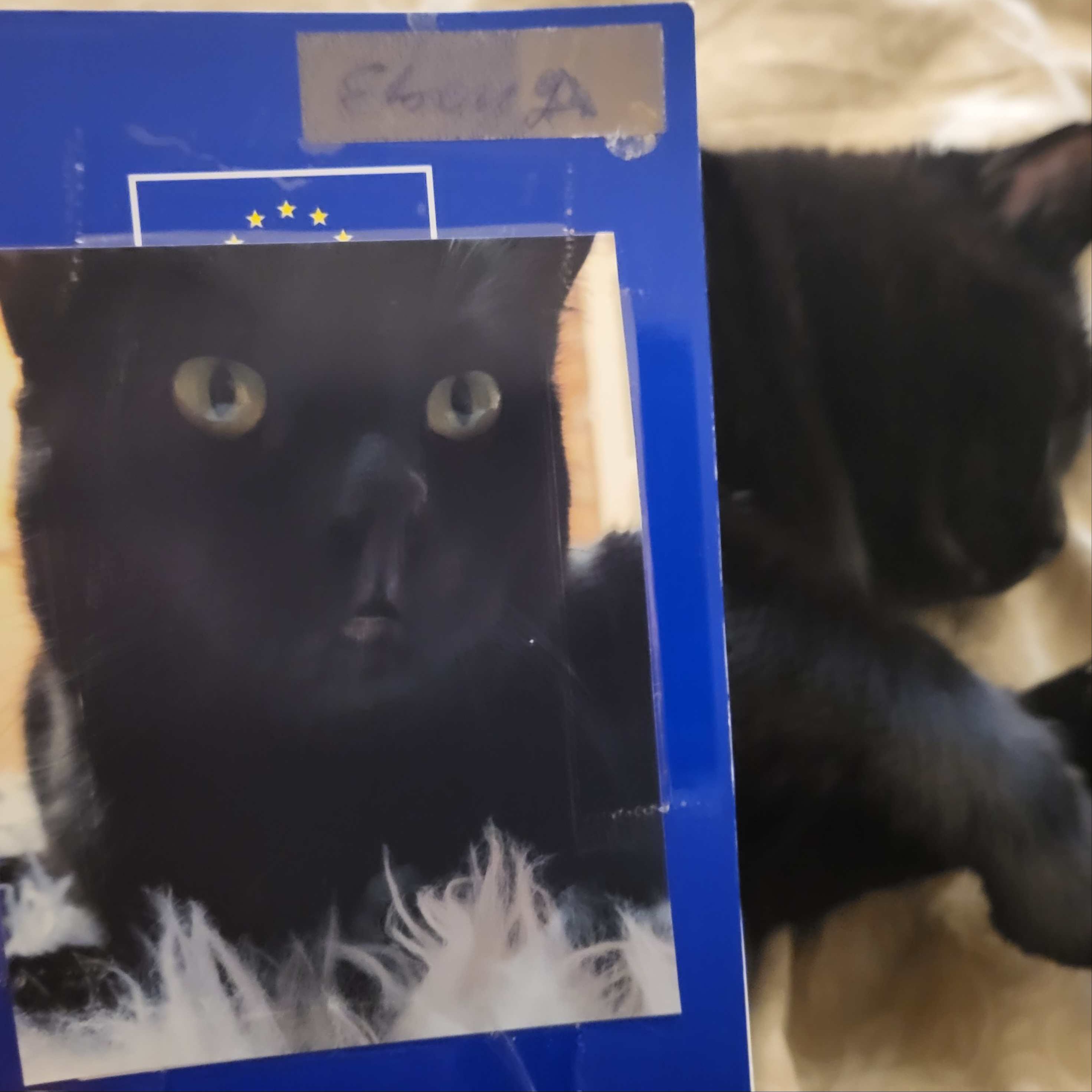 Ebony