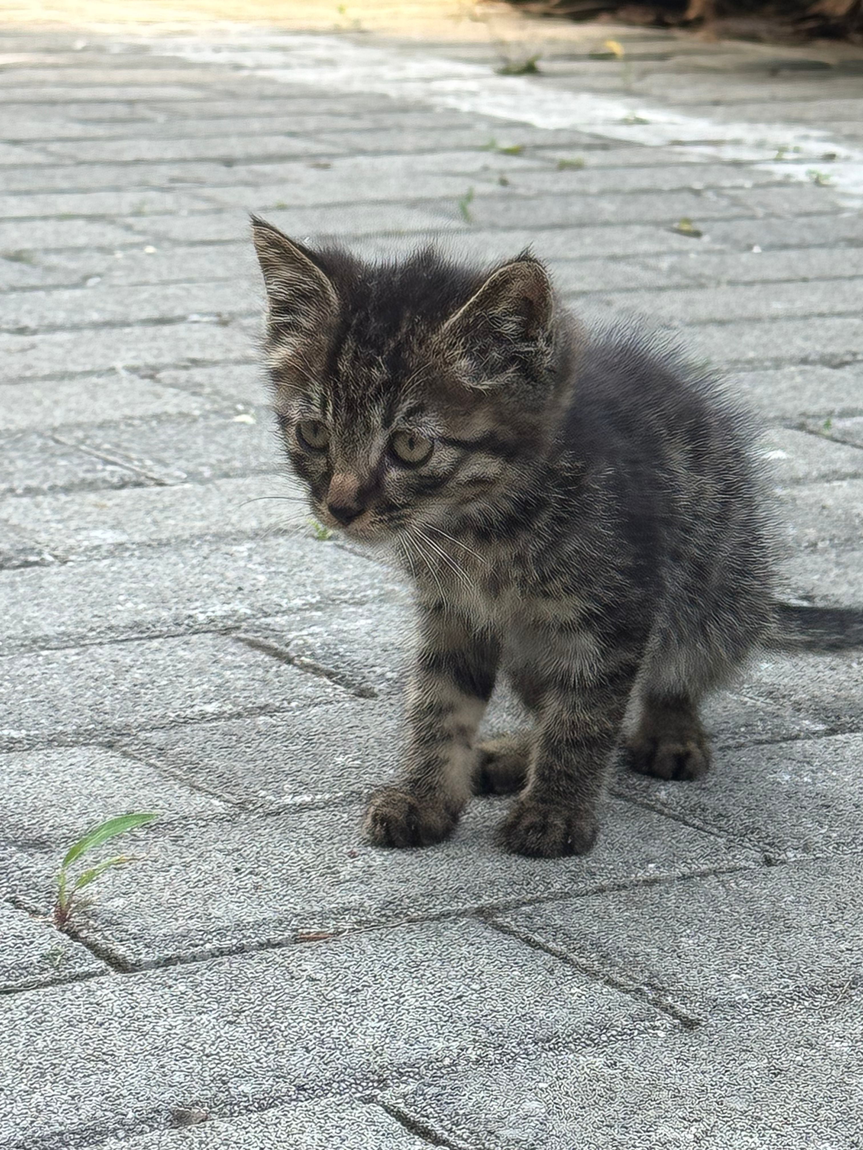 image-8