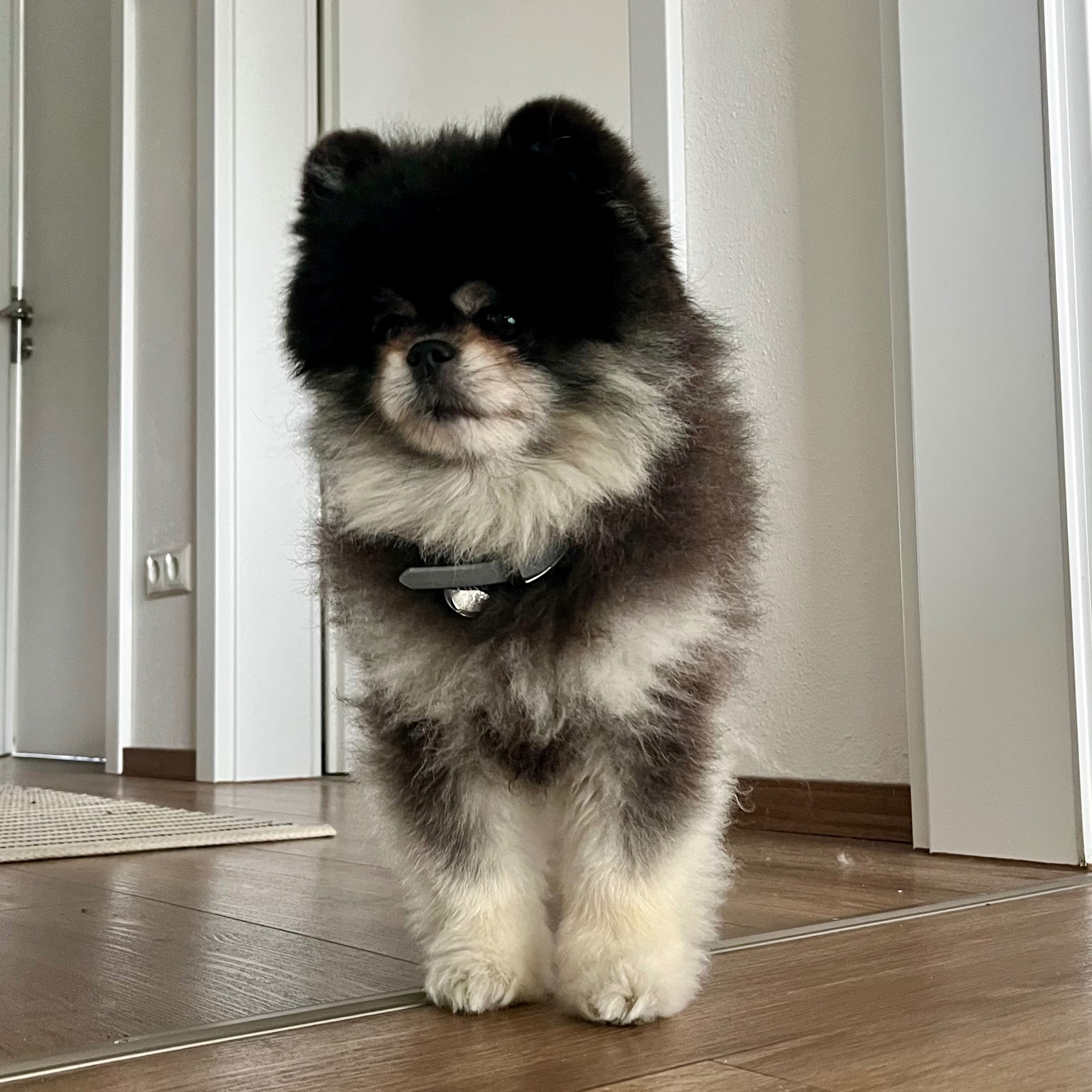 Paco