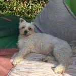 Toby