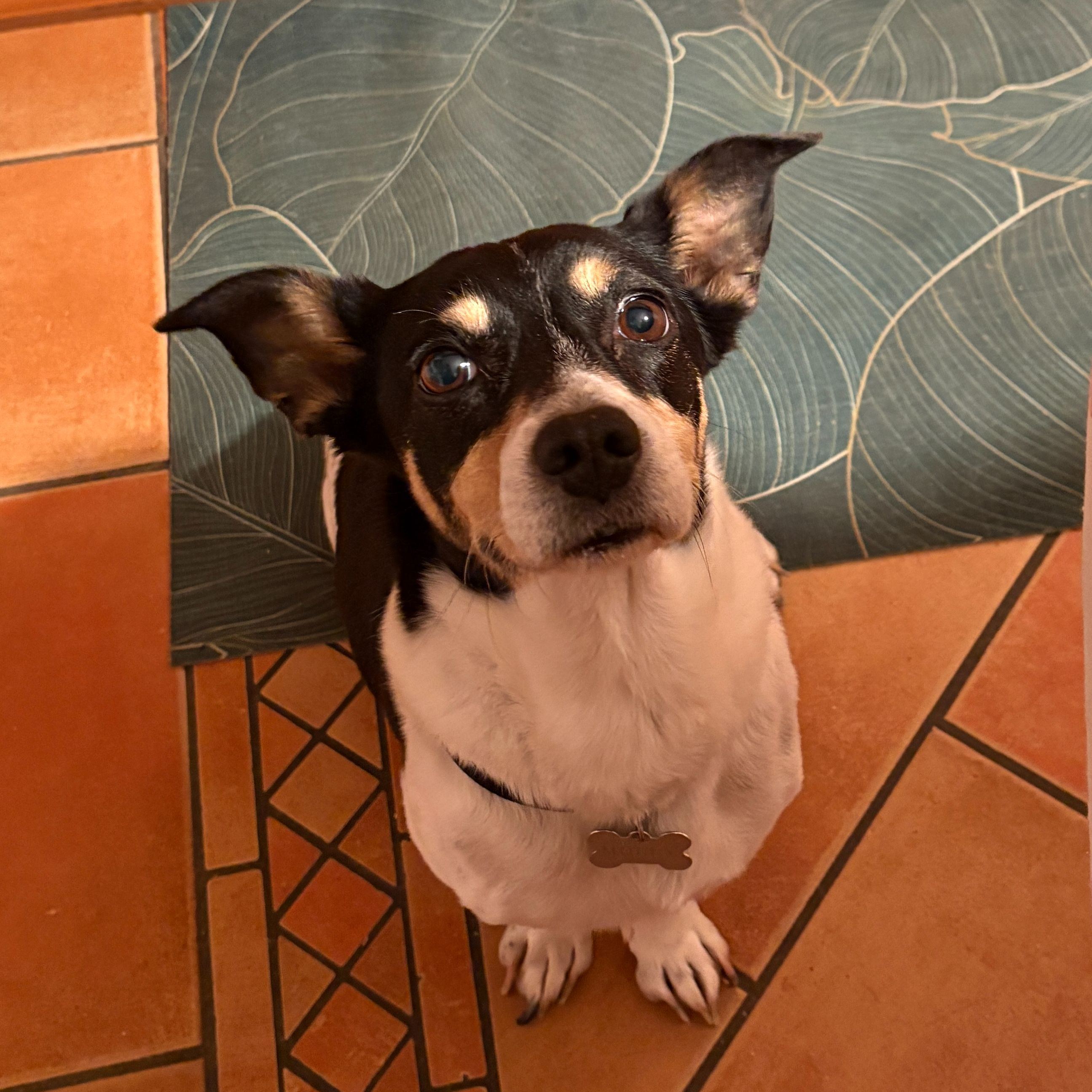 Molly
