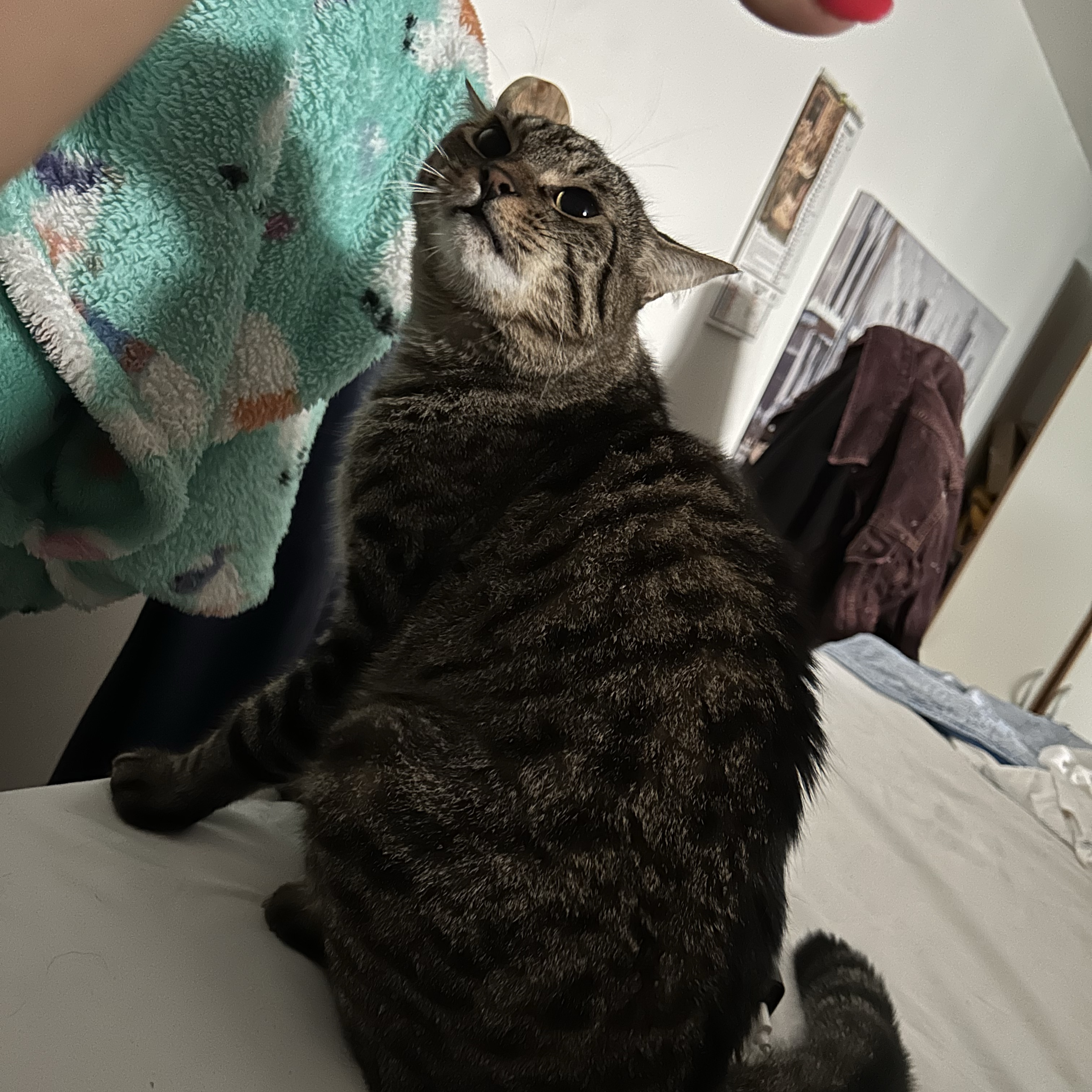 Buccio