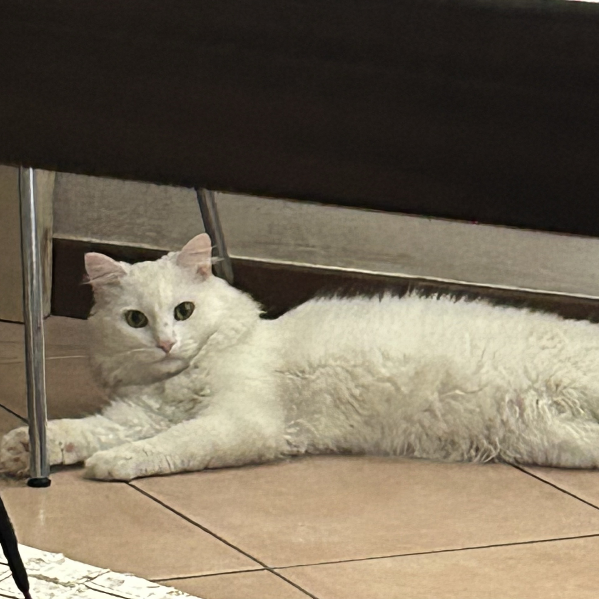 Albus