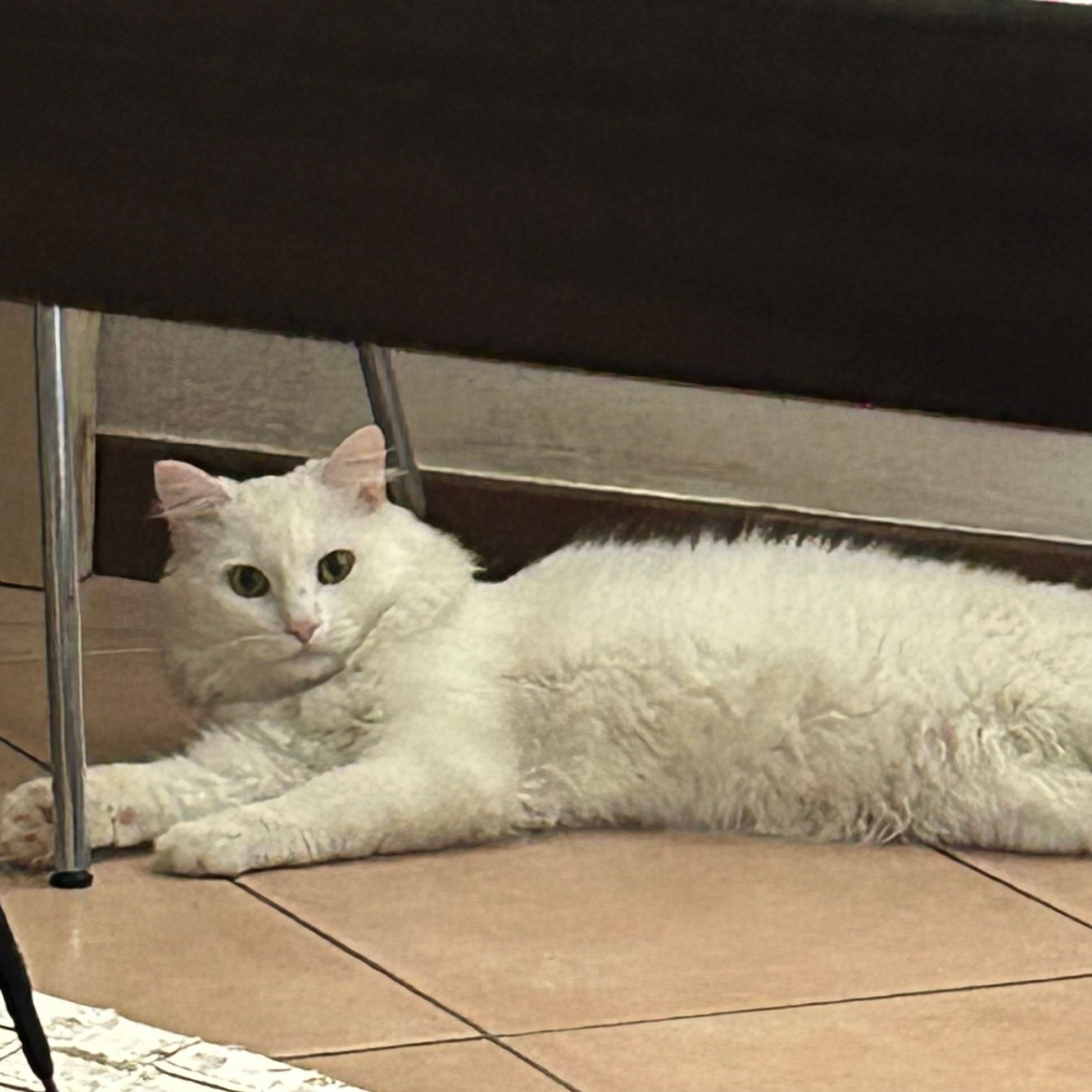 Albus