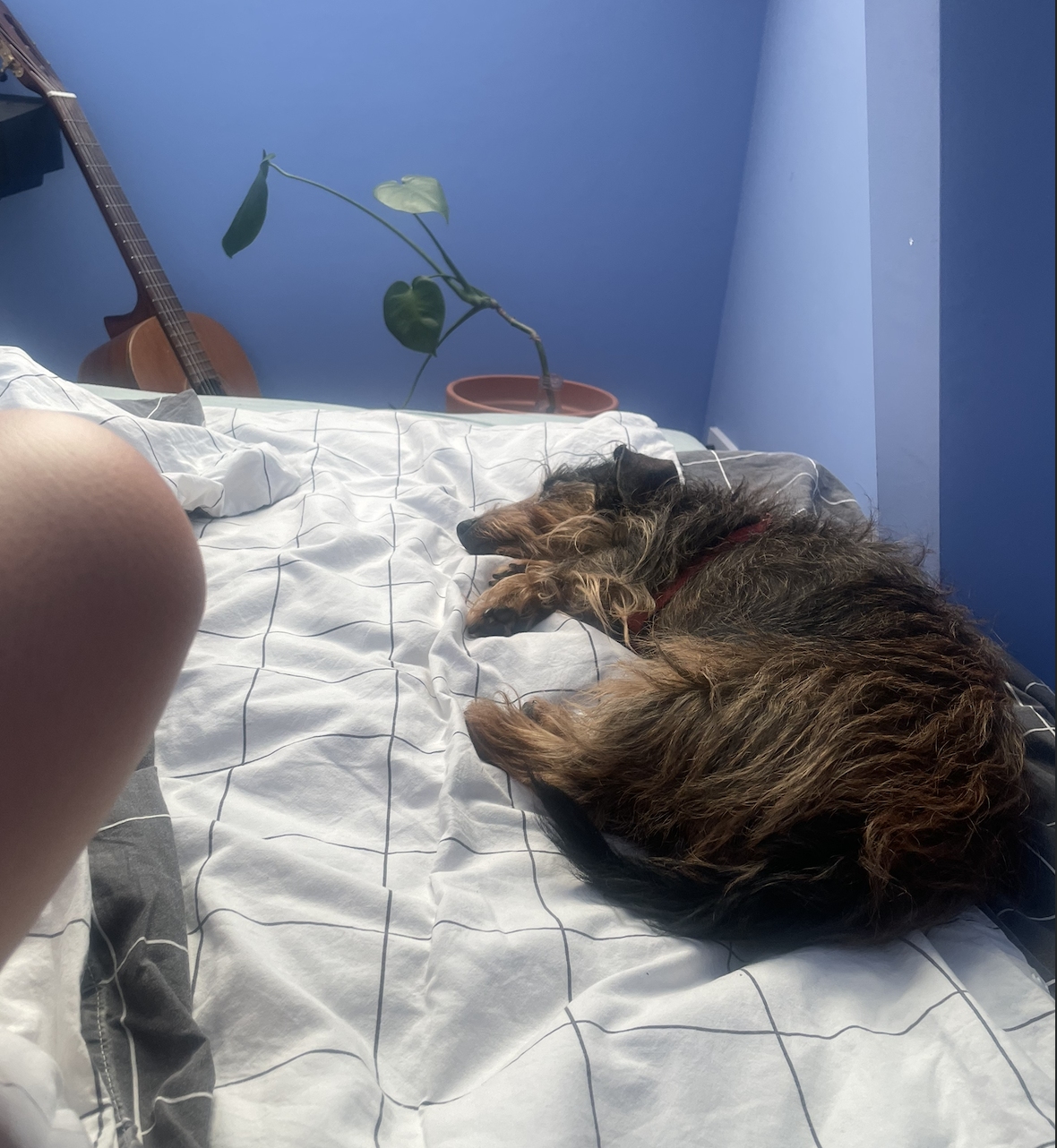 image-7