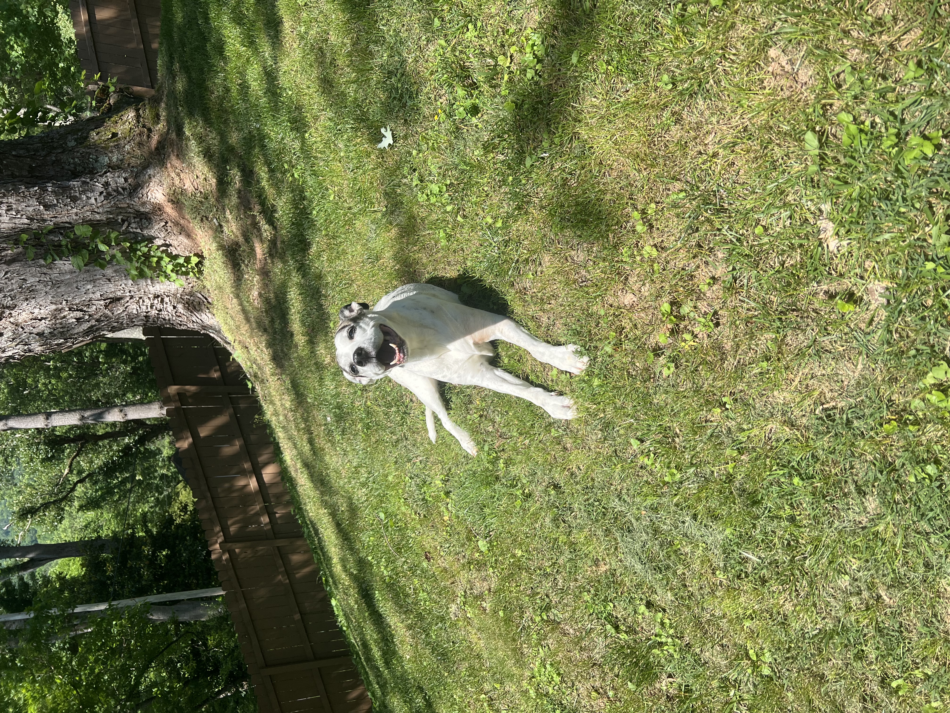 image-4