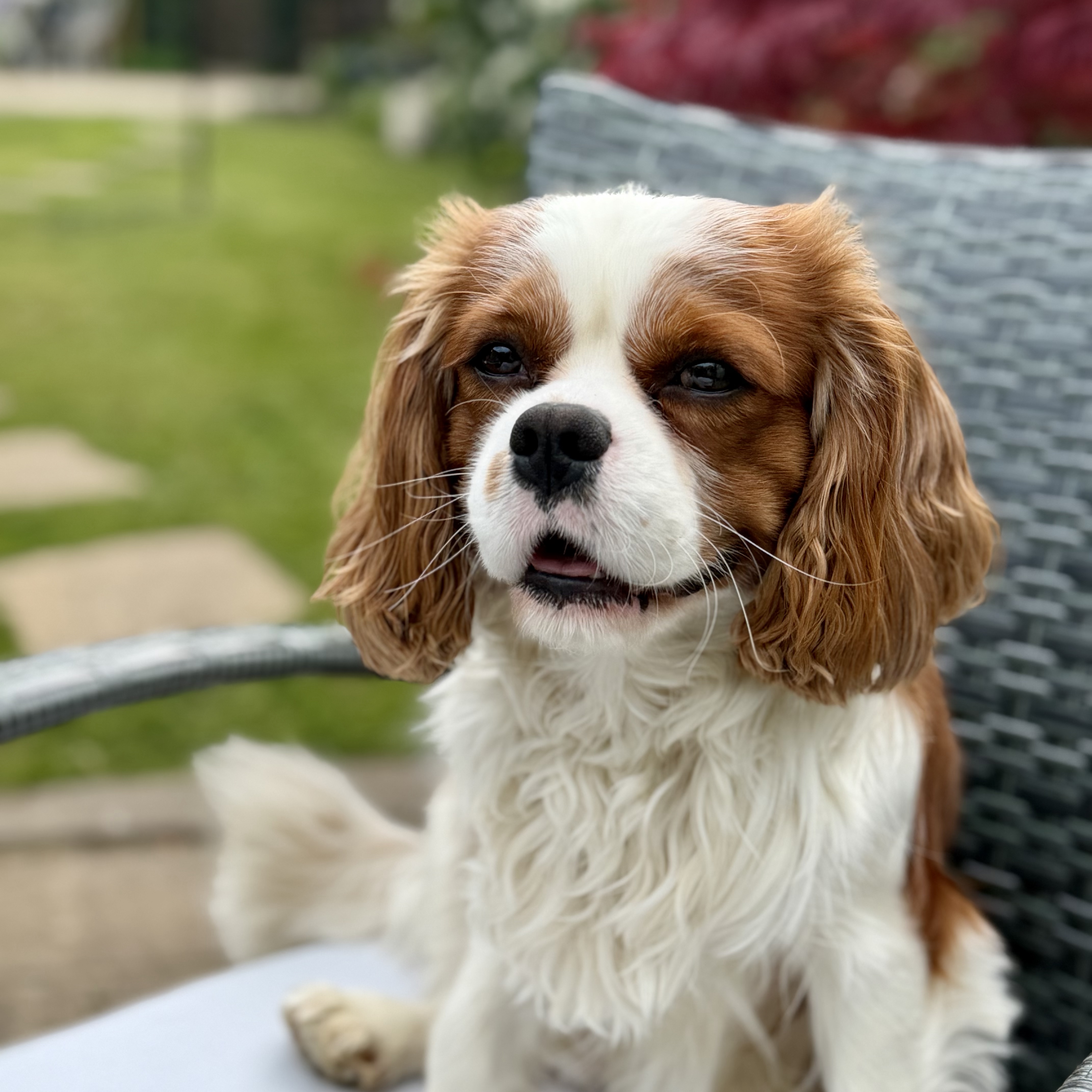 Milo