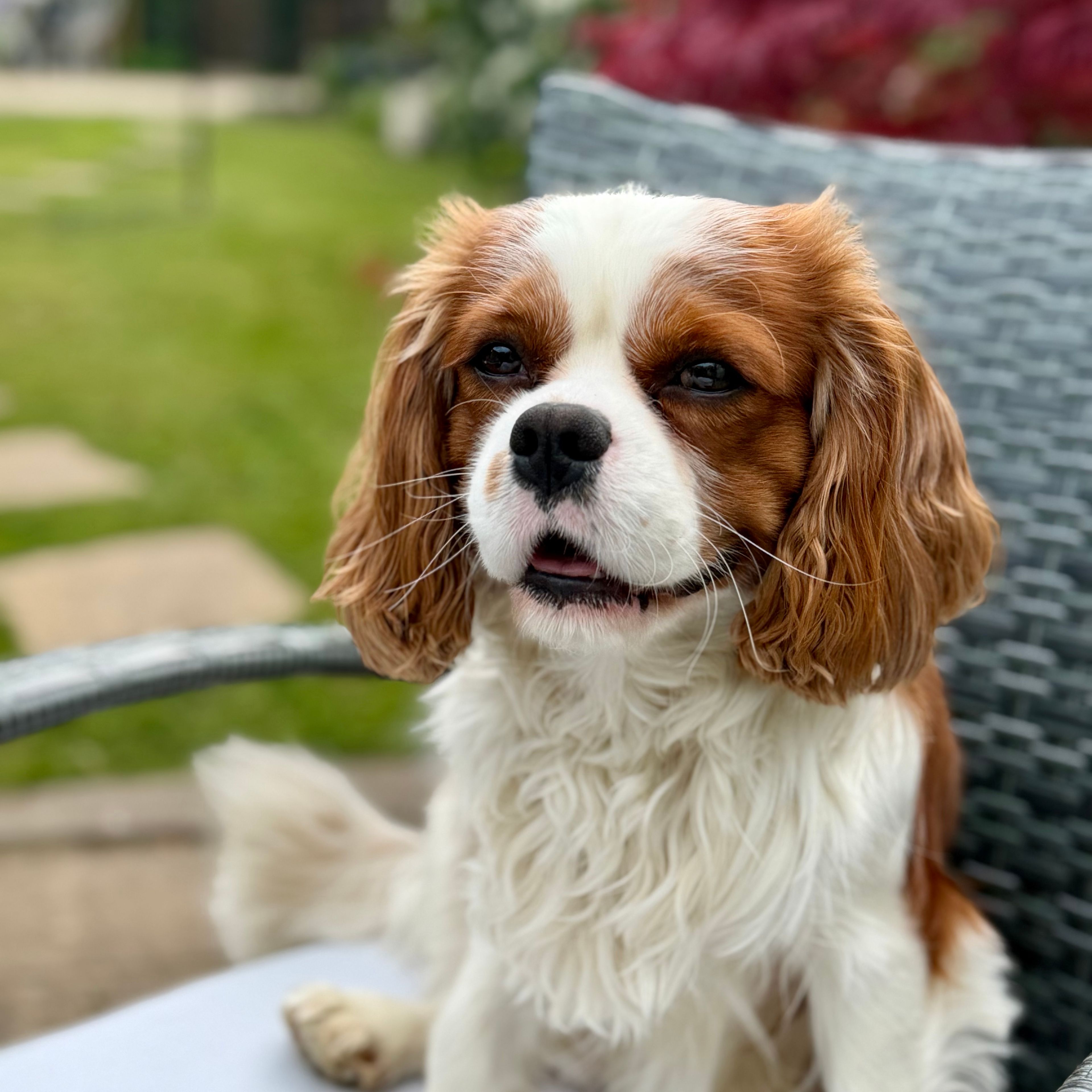 Milo
