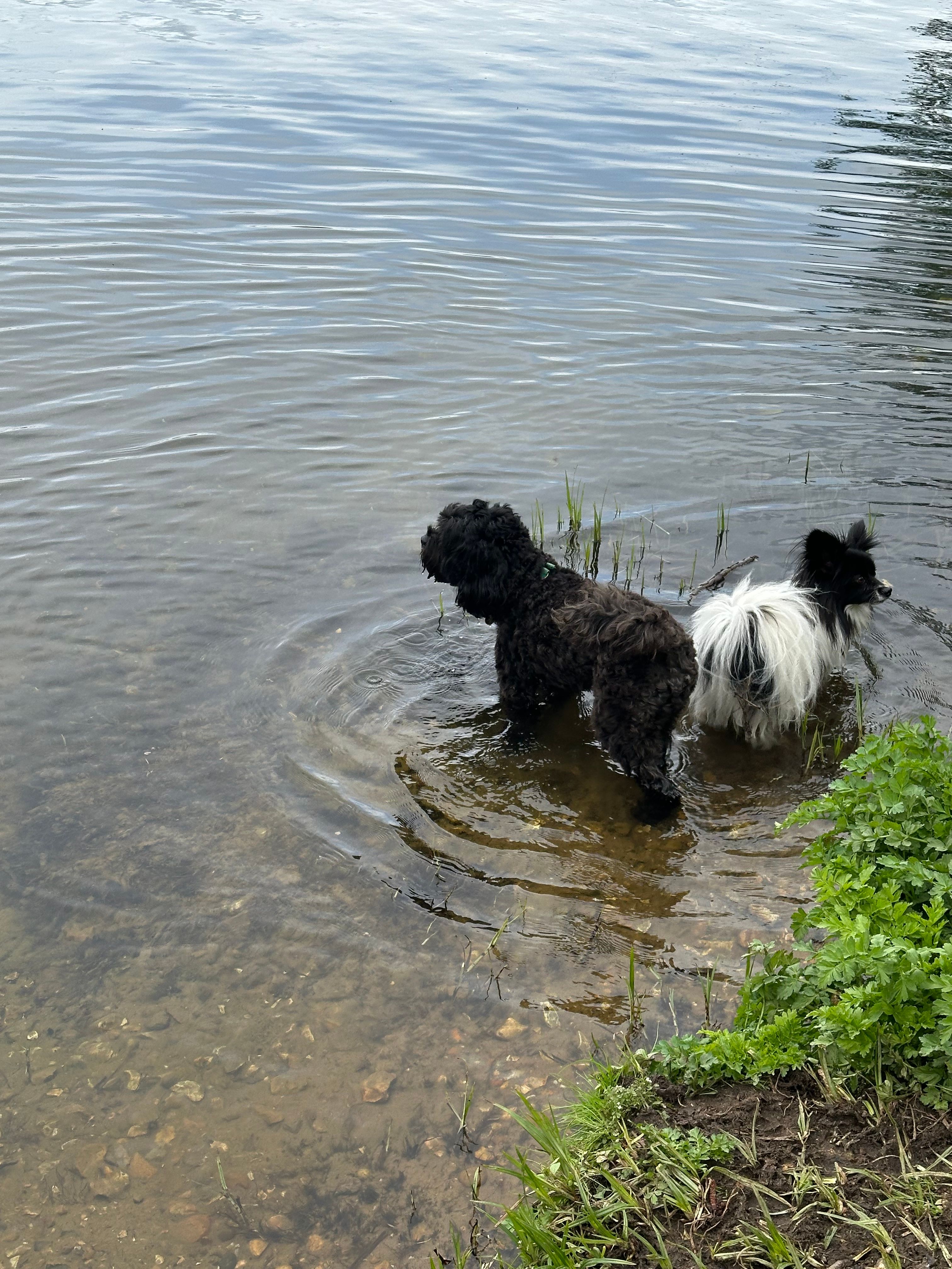 image-1
