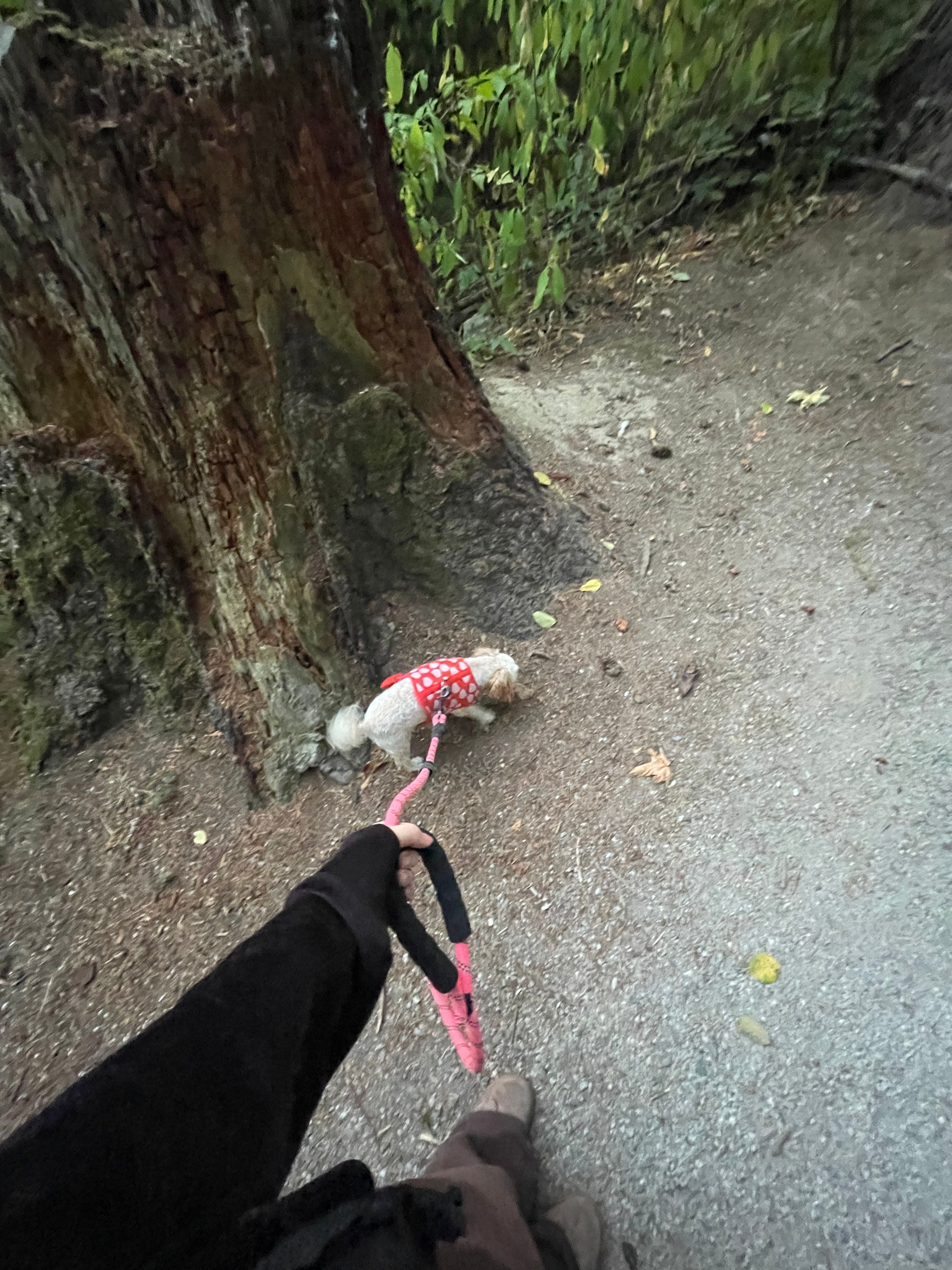 image-4