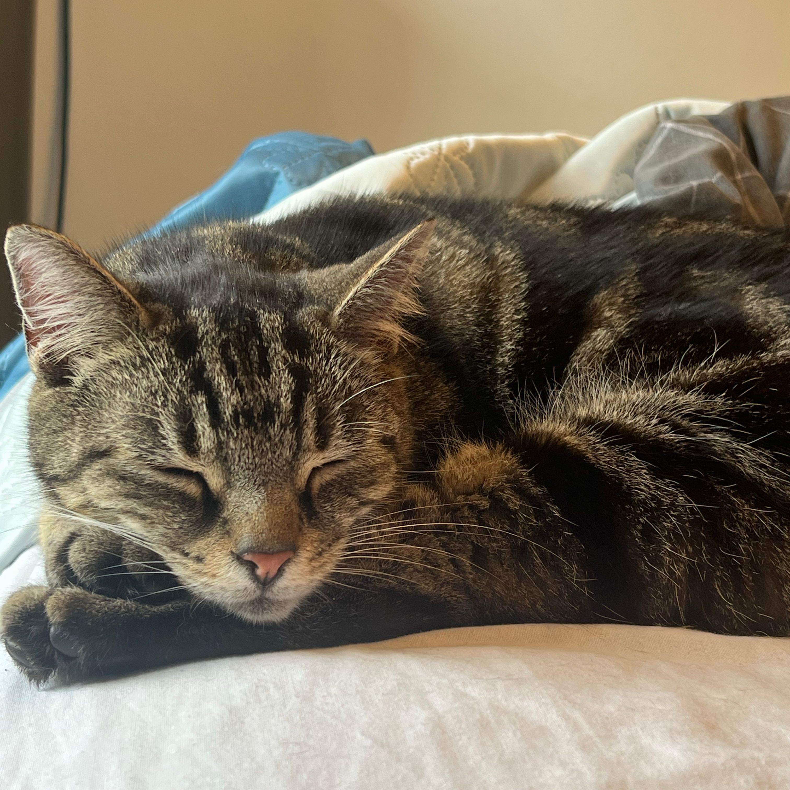 Rosie