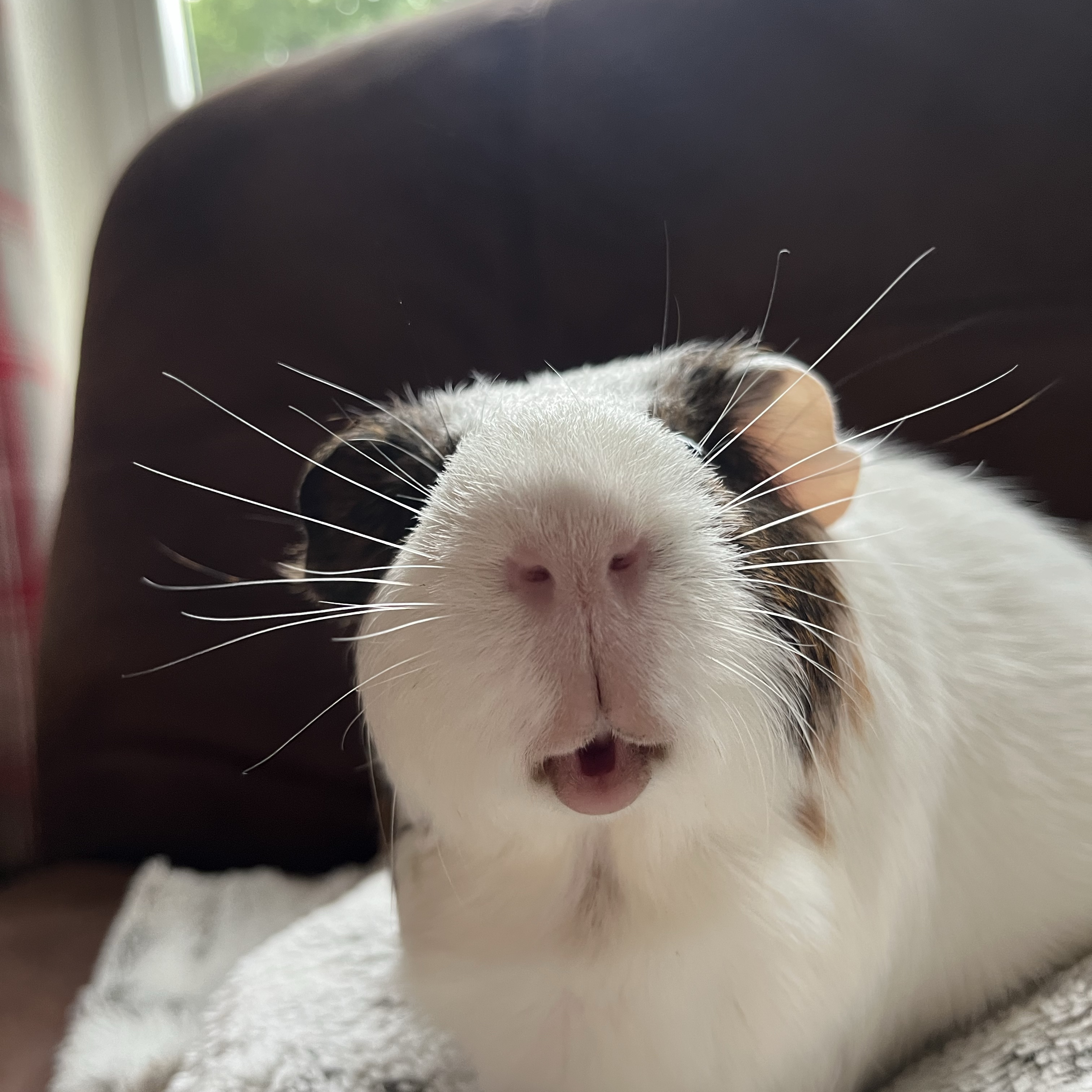 Obi