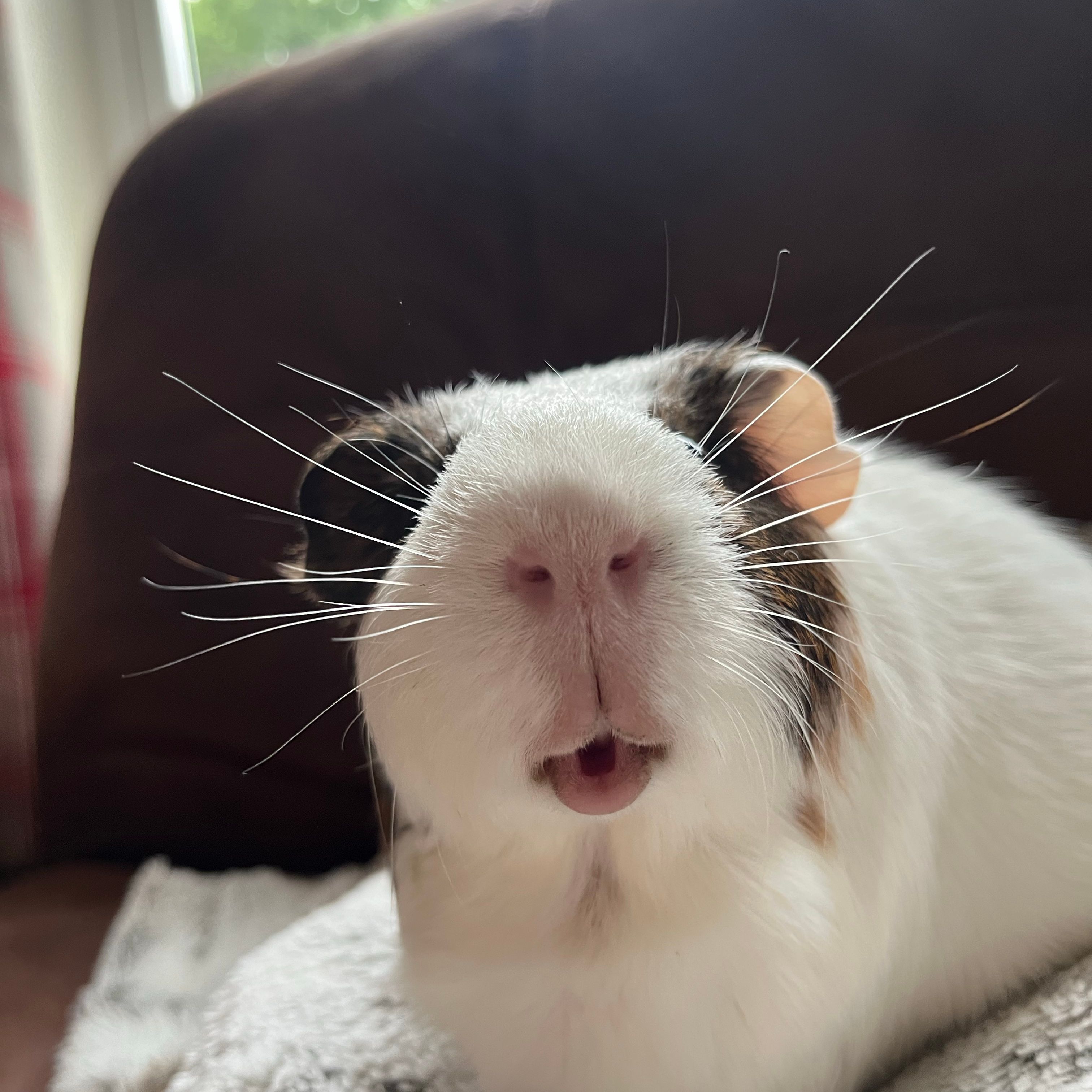 Obi