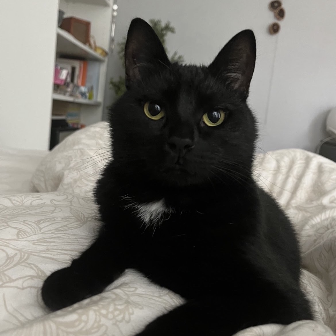 Mango