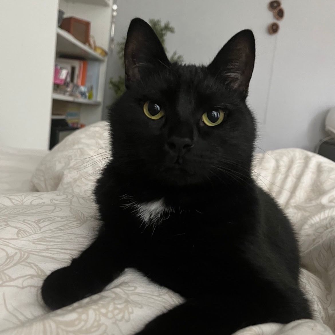 Mango