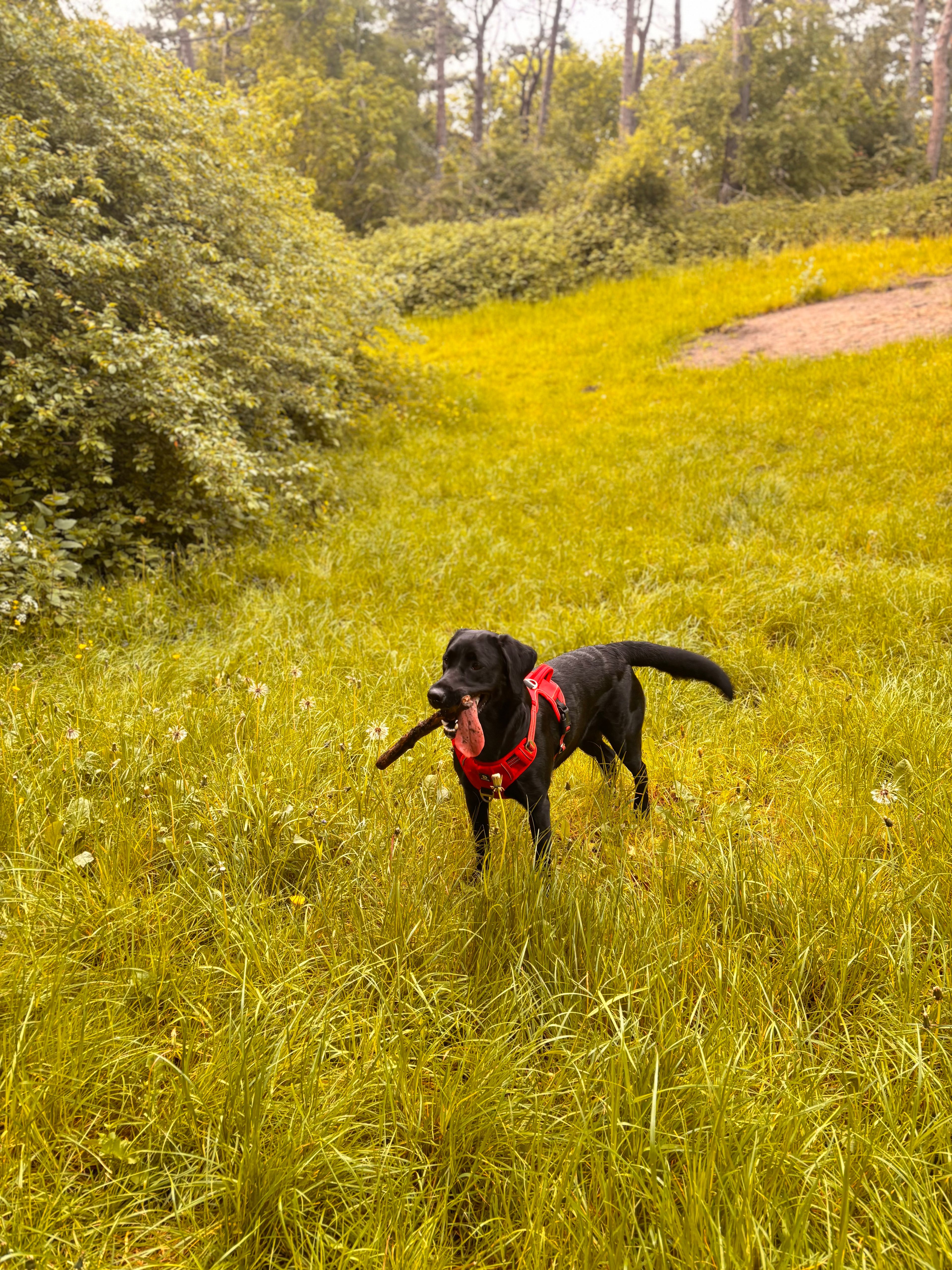 image-9