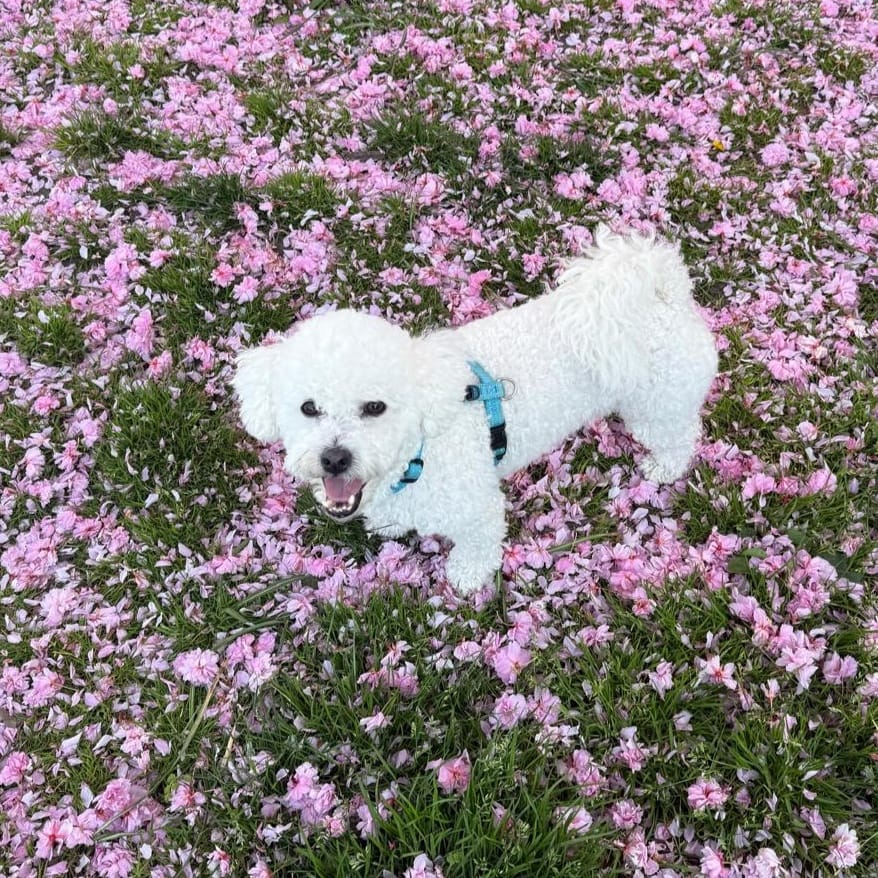 Skye