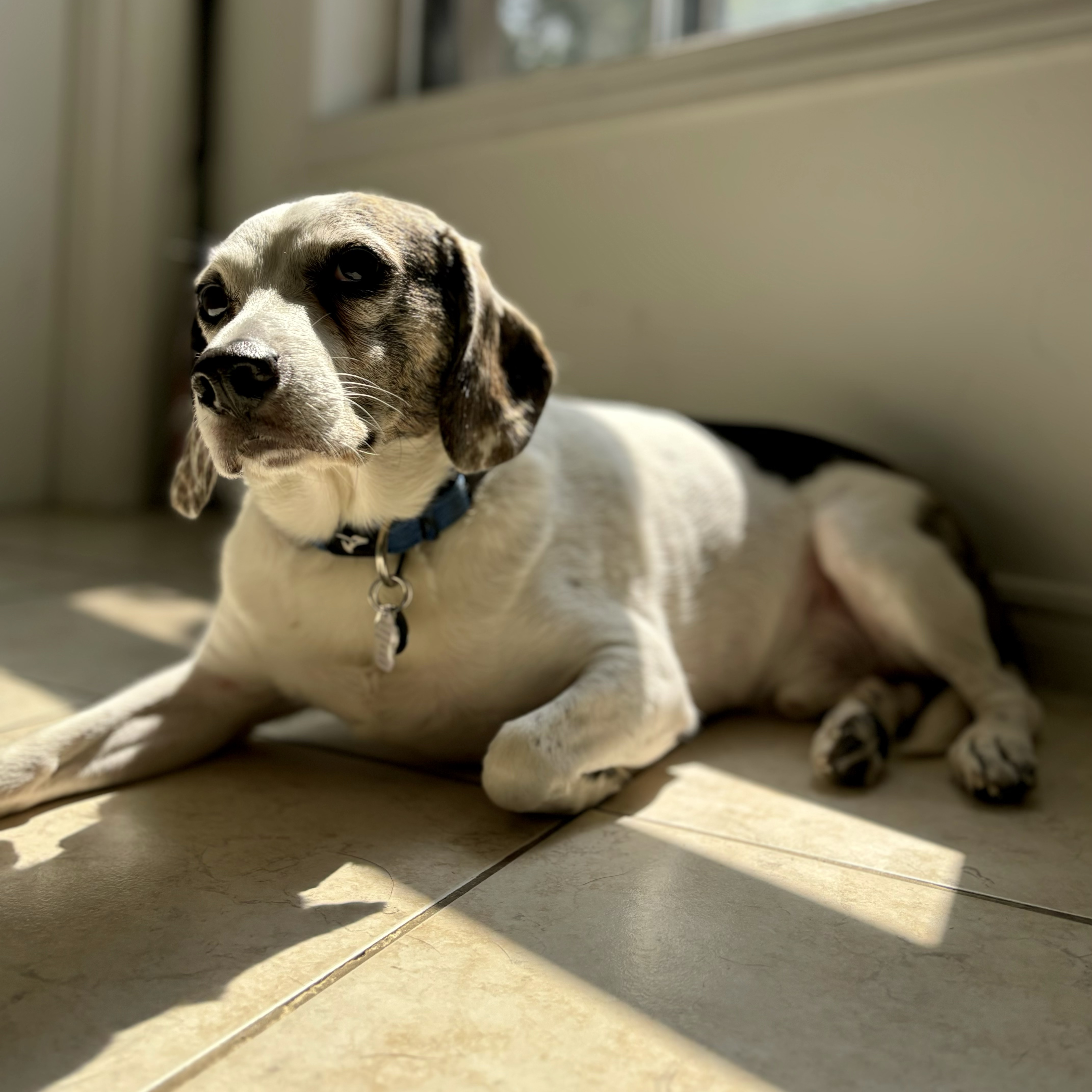 Toby