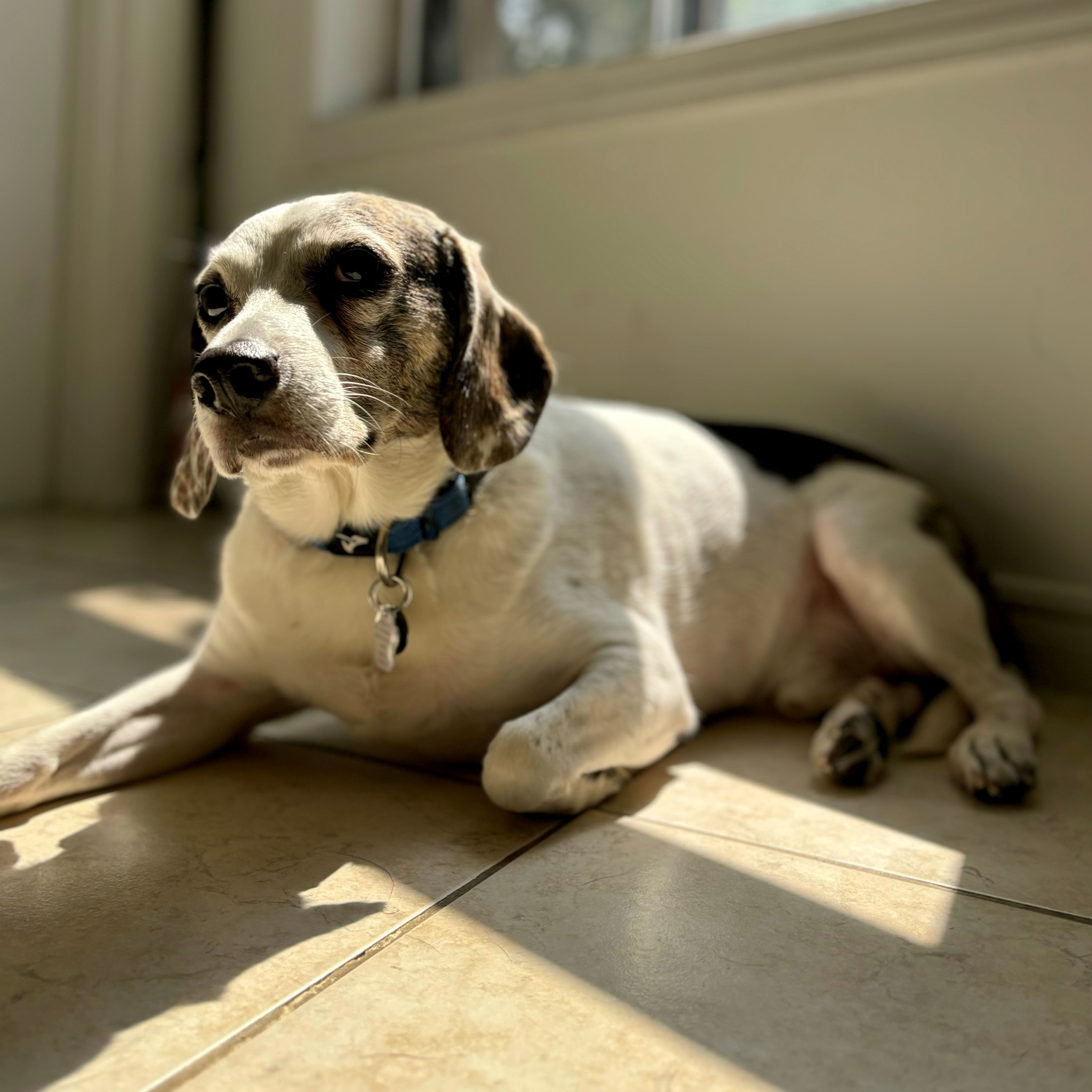 Toby