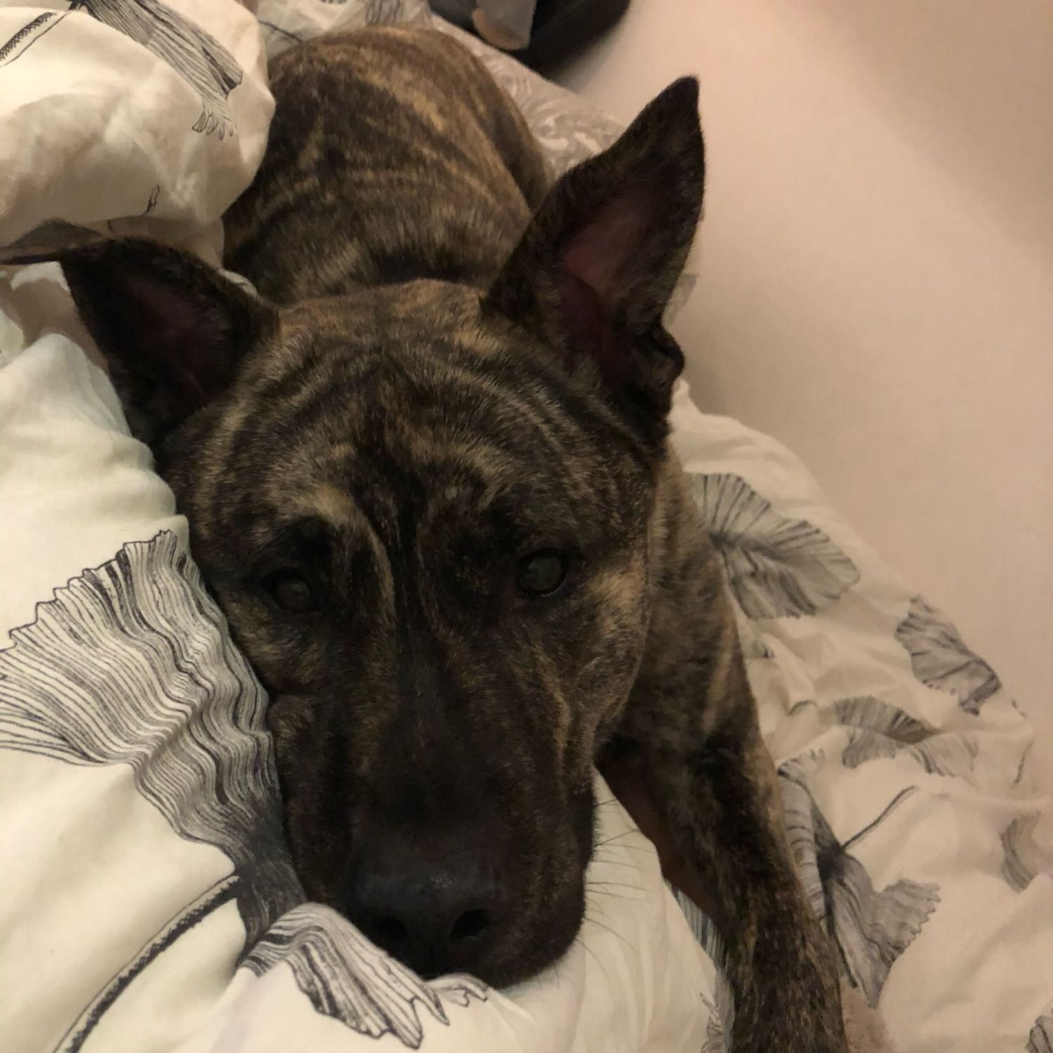 Kiko