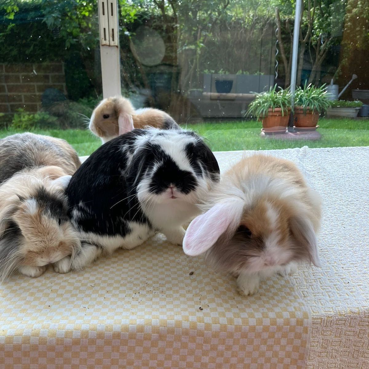 Pepette, Lilo, Stitch, Nala