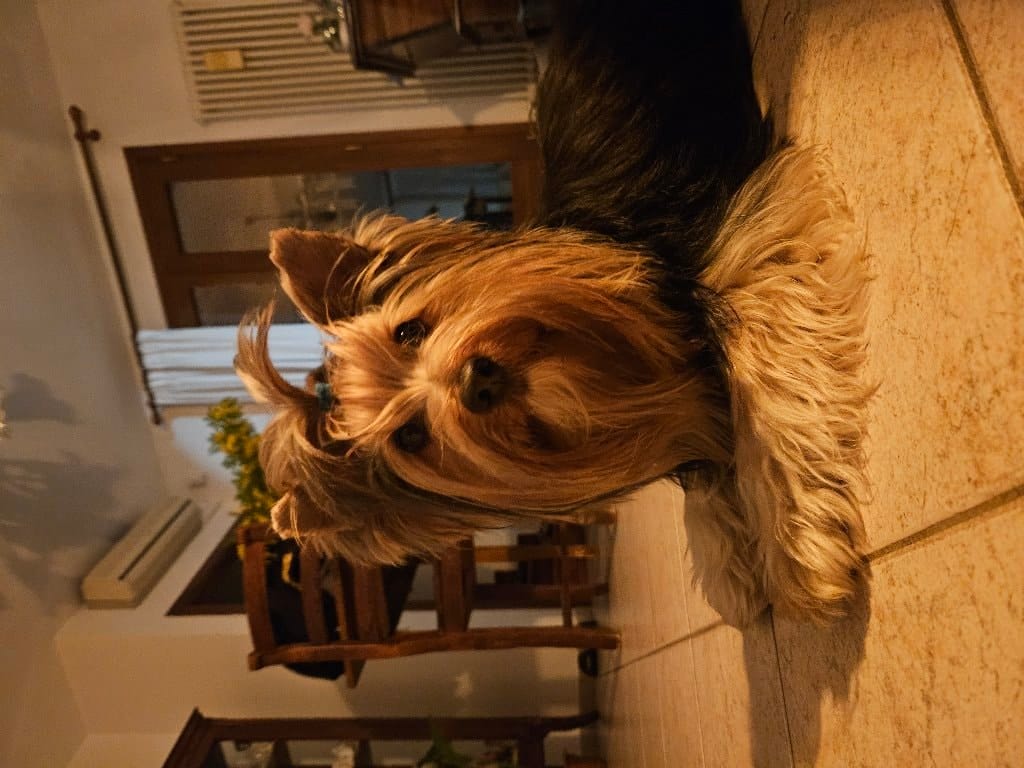 Koda