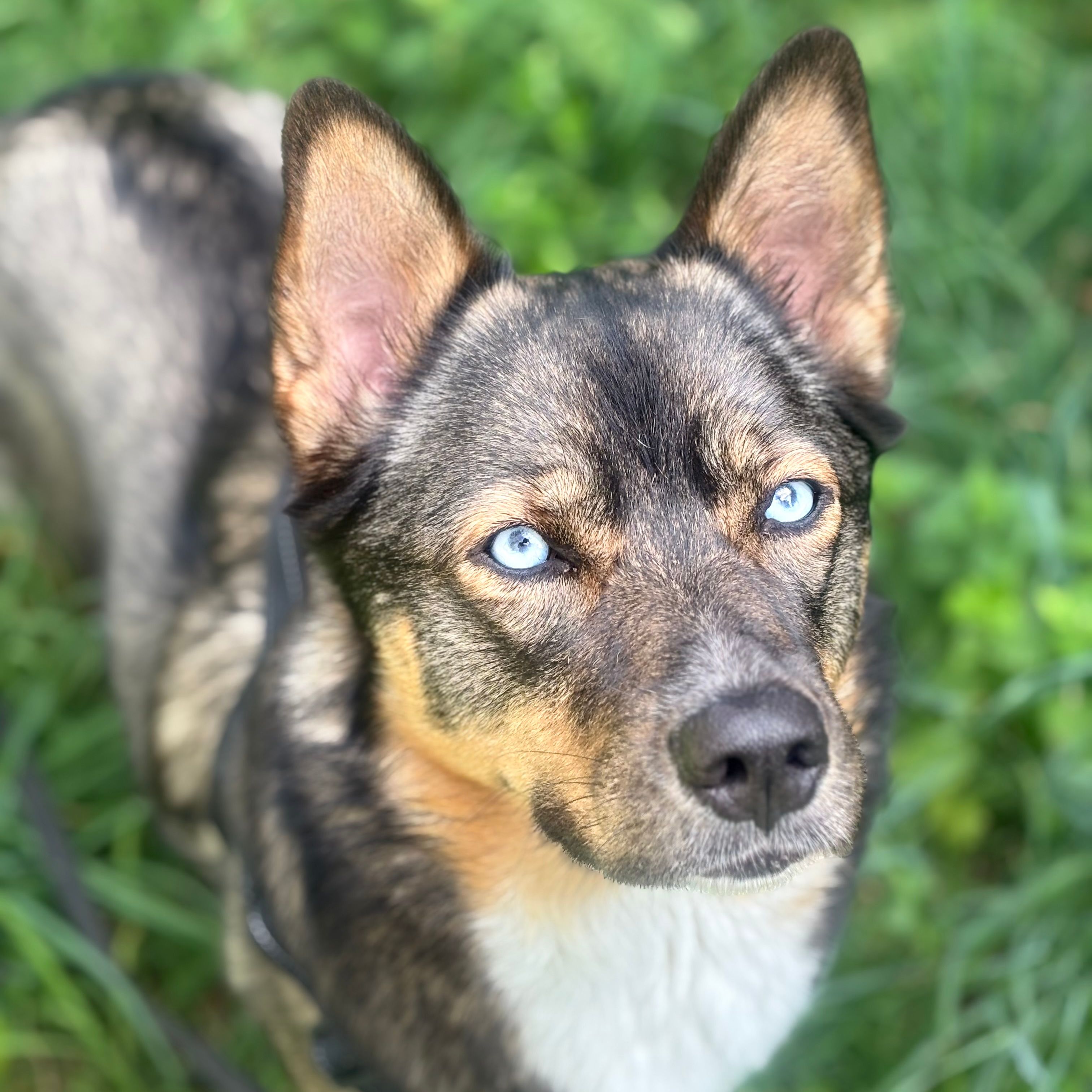 Zelda