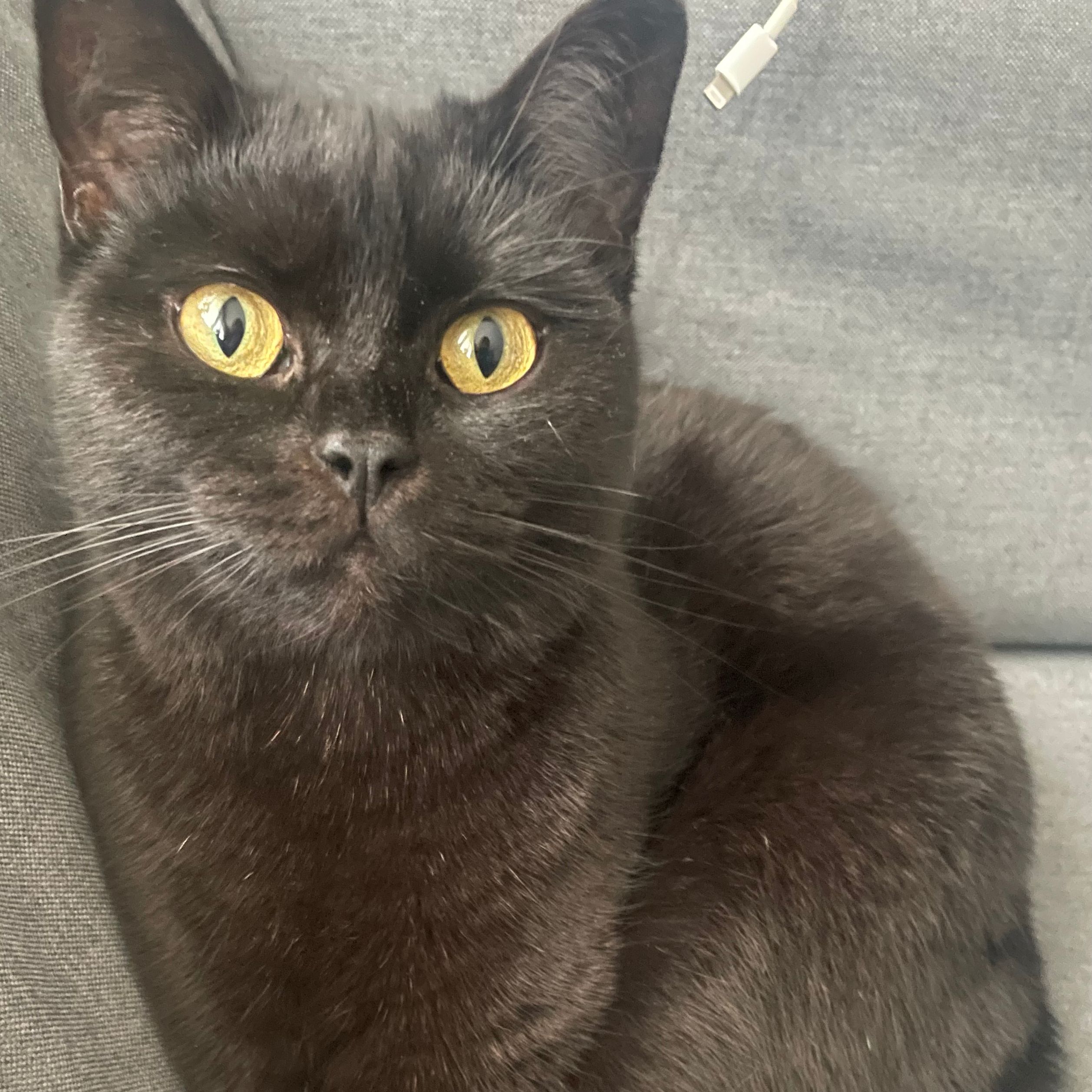 Luna